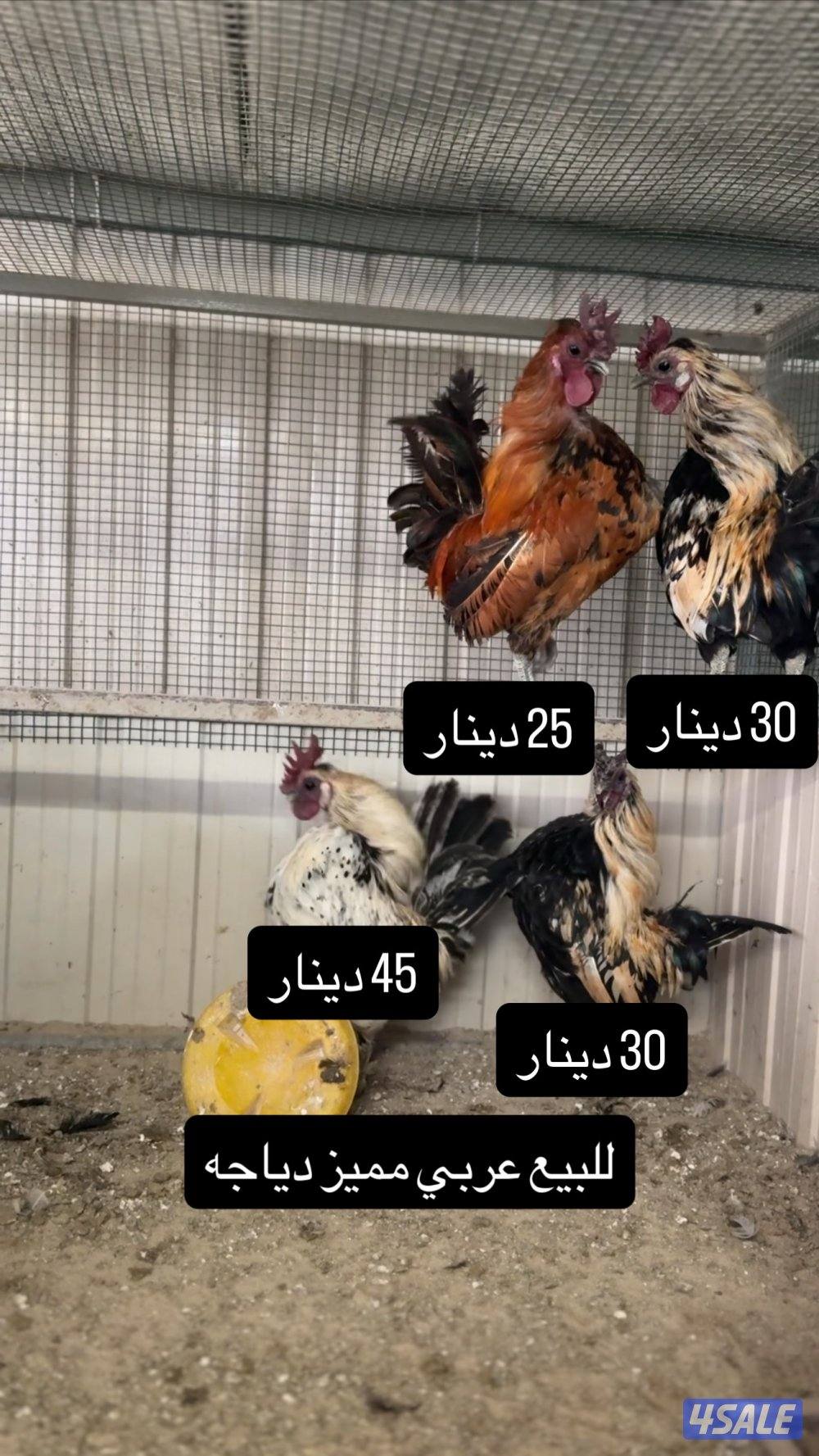 للبيع دجاج عربي مميز من حلالي9