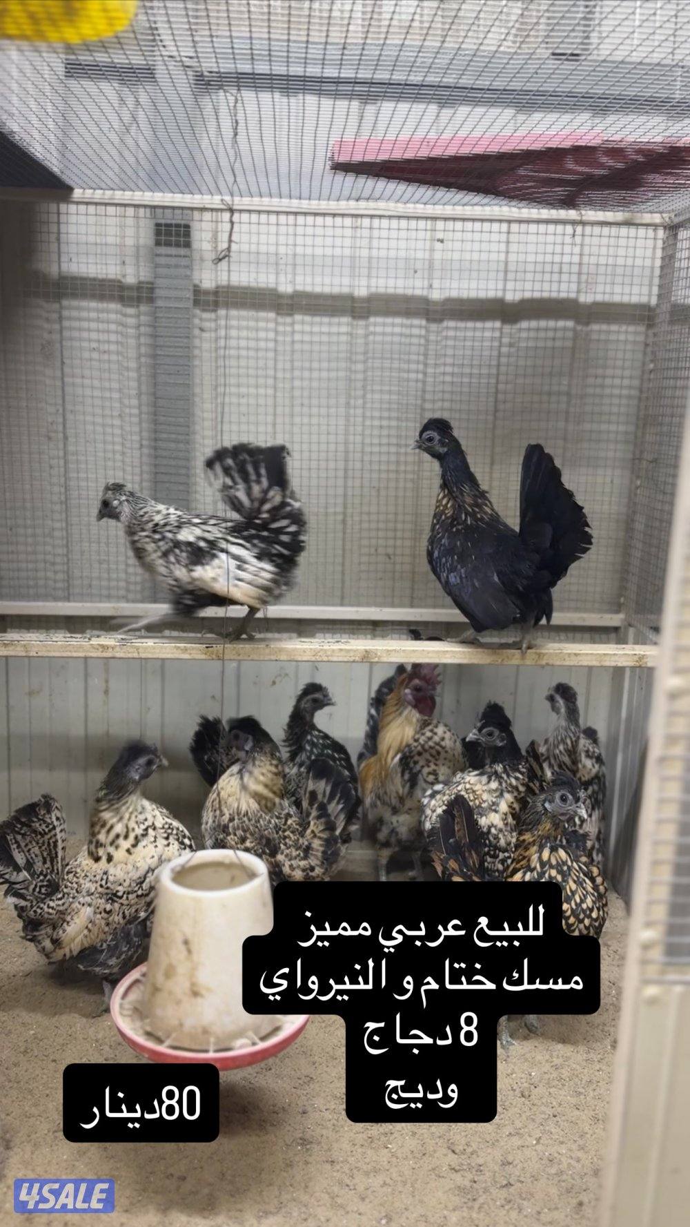للبيع دجاج عربي مميز من حلالي10