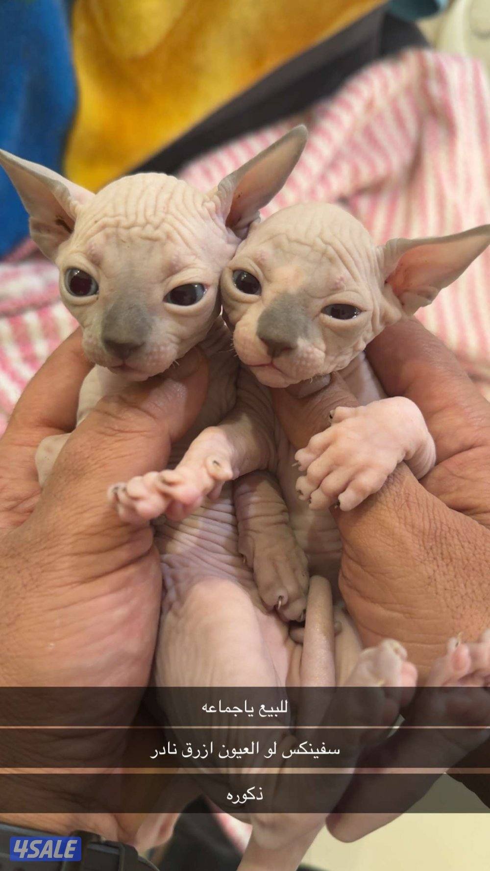 للبيع كتنز سفنكس2