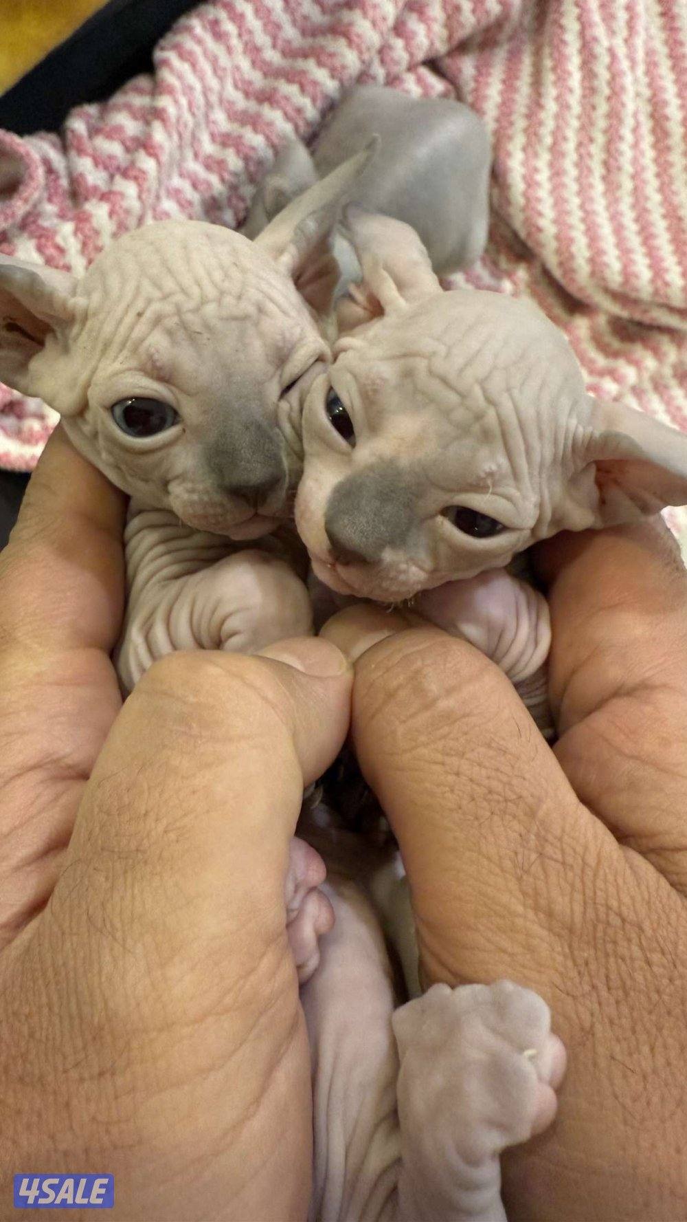 للبيع كتنز سفنكس3