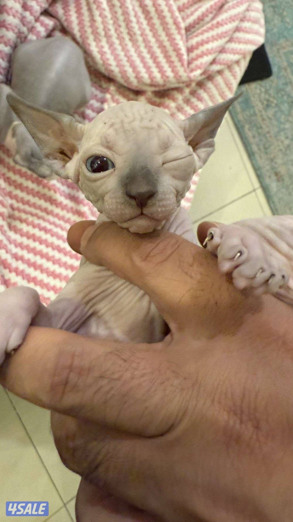 للبيع كتنز سفنكس4