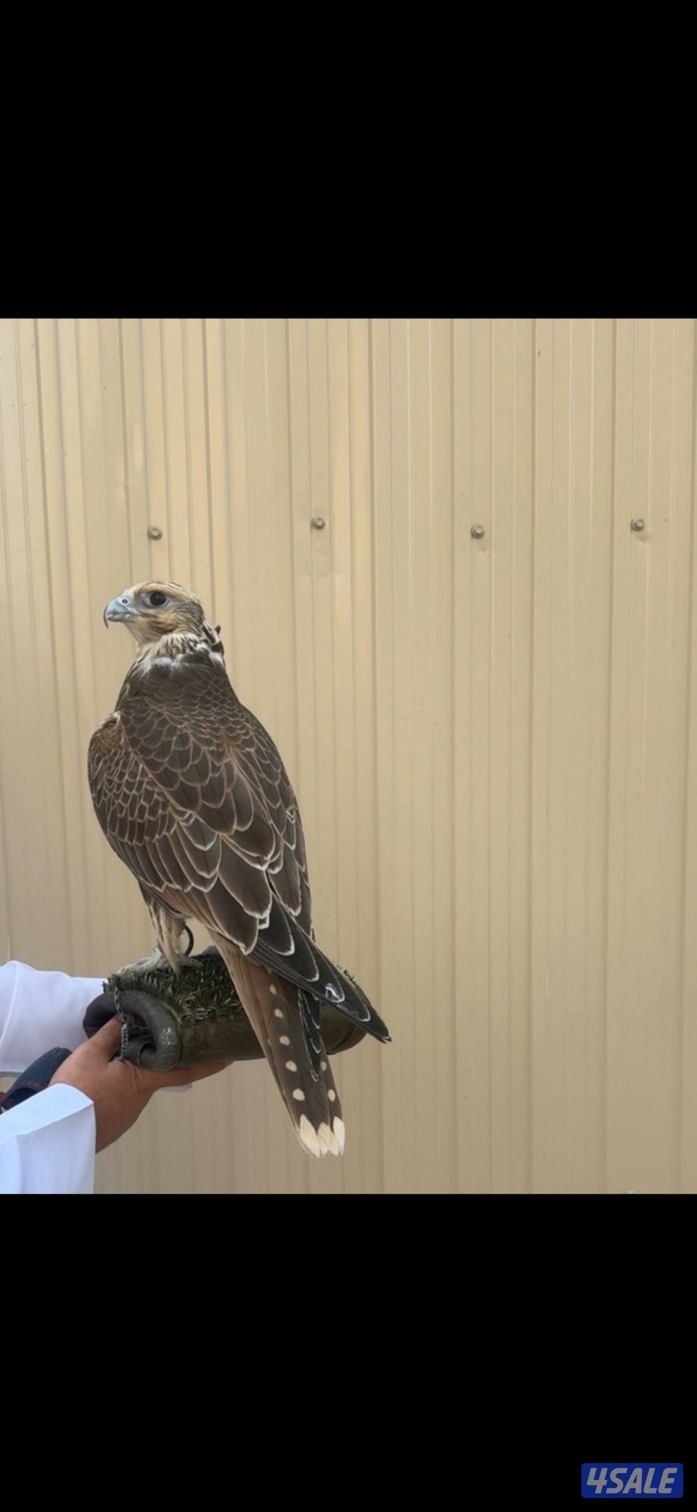 للبيع فرخ حر من حر0