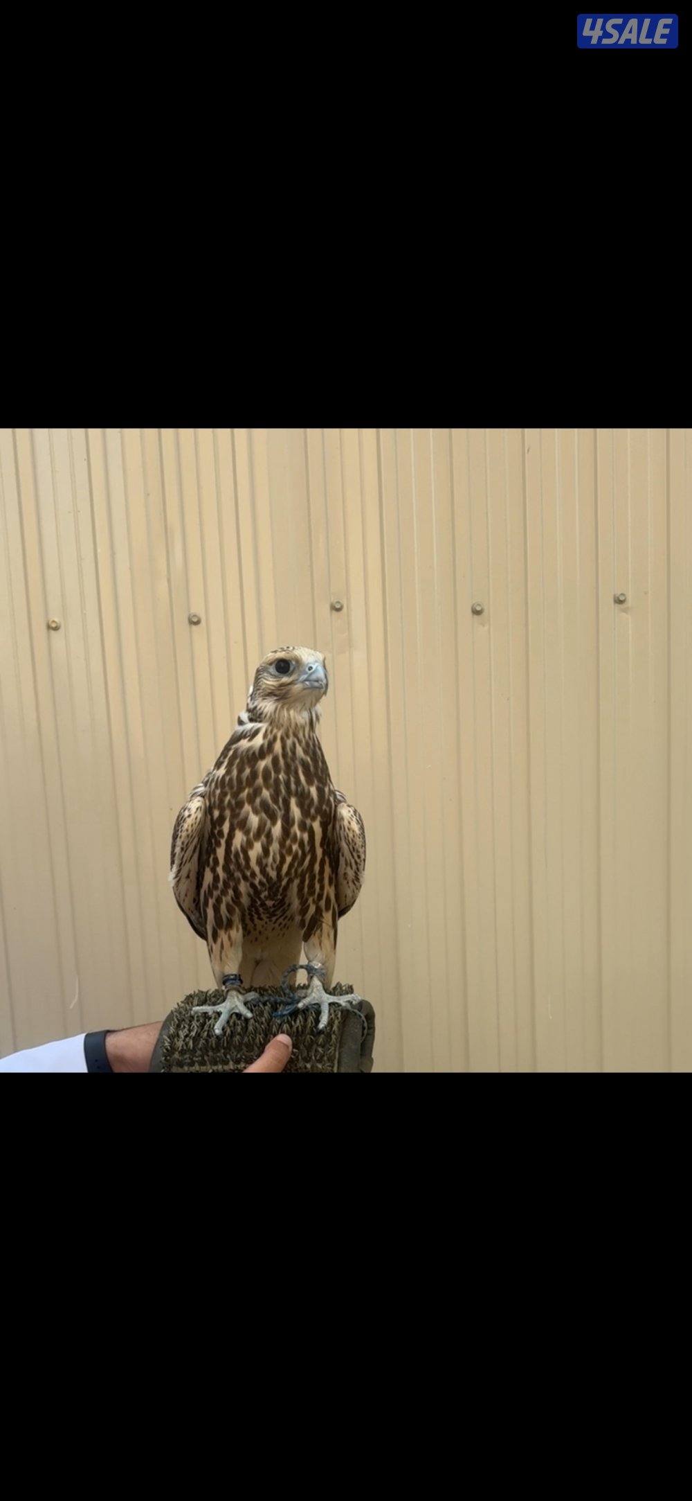 للبيع فرخ حر من حر1