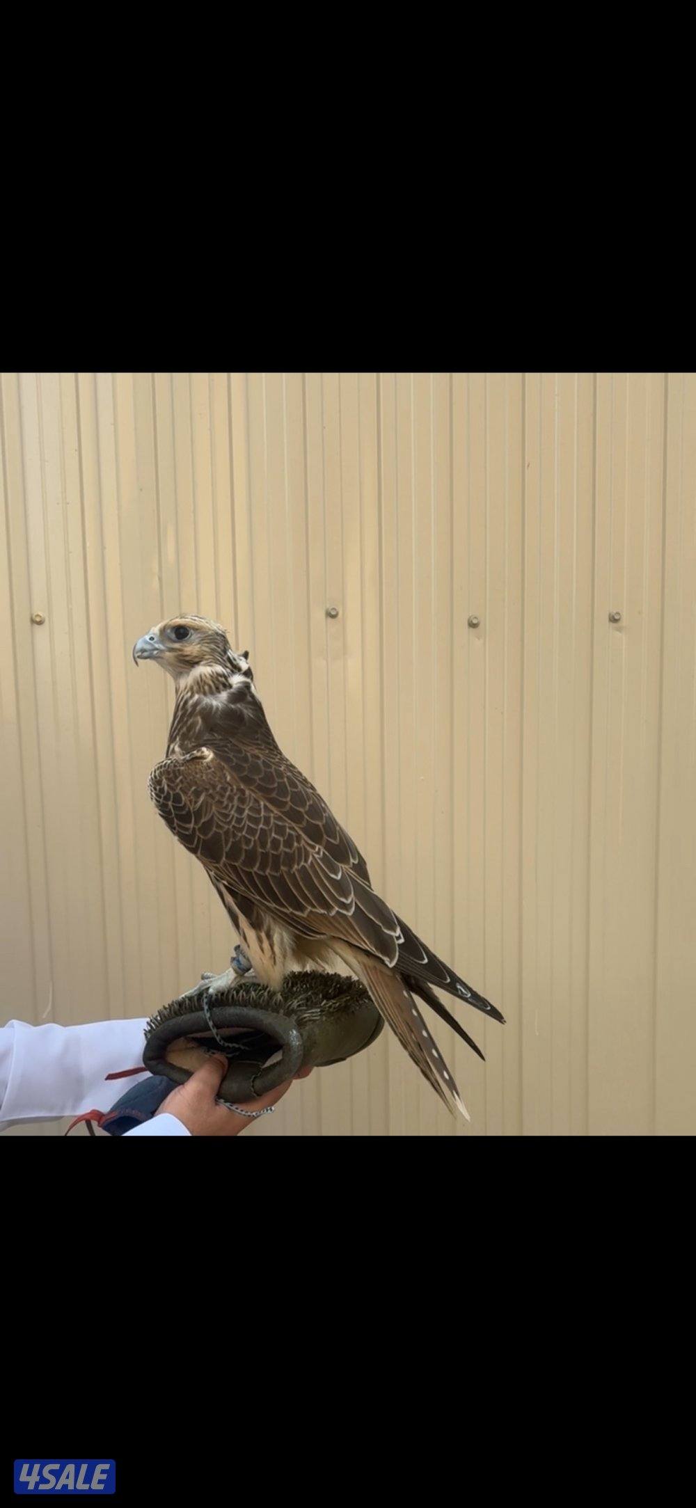 للبيع فرخ حر من حر2