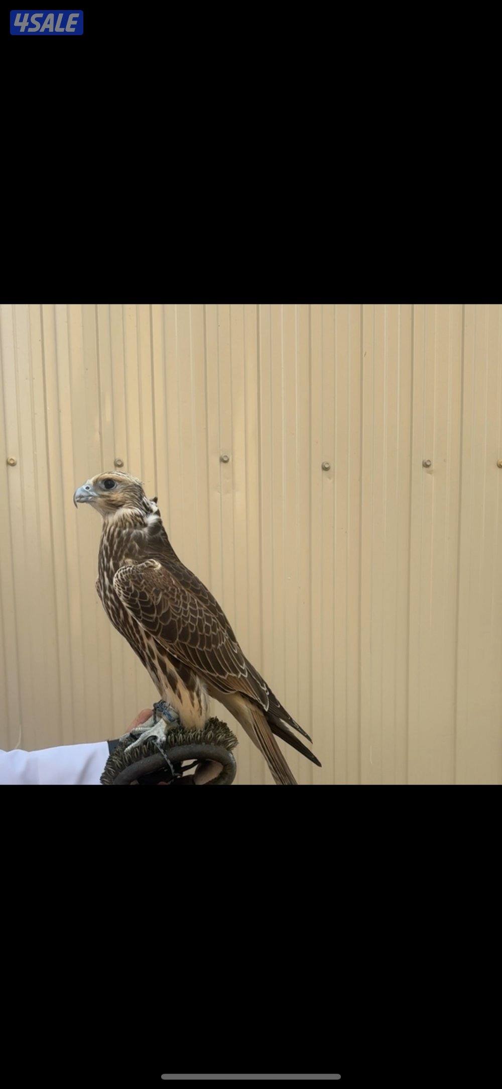 للبيع فرخ حر من حر3