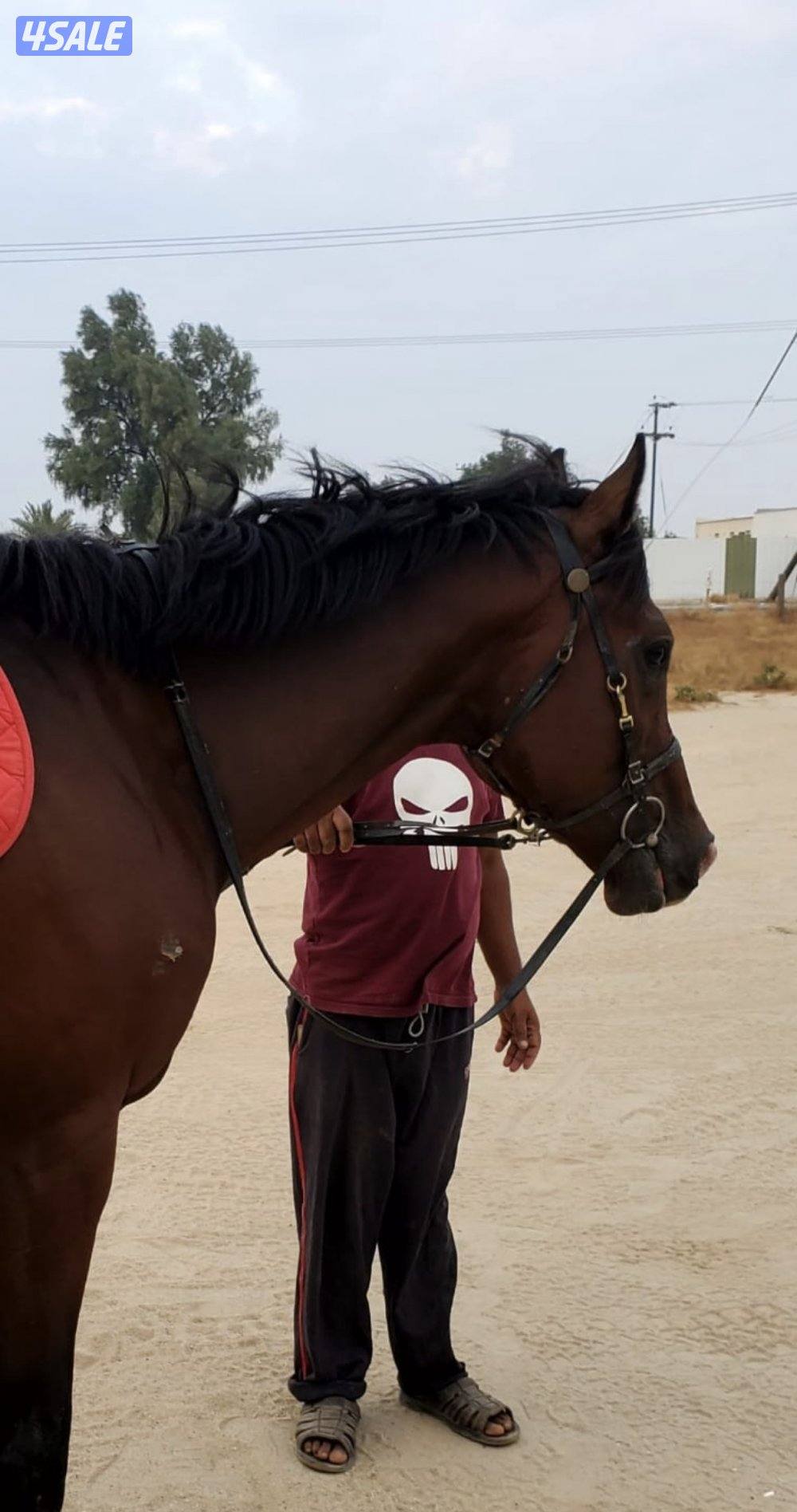 للبيع خيل انجليزي0