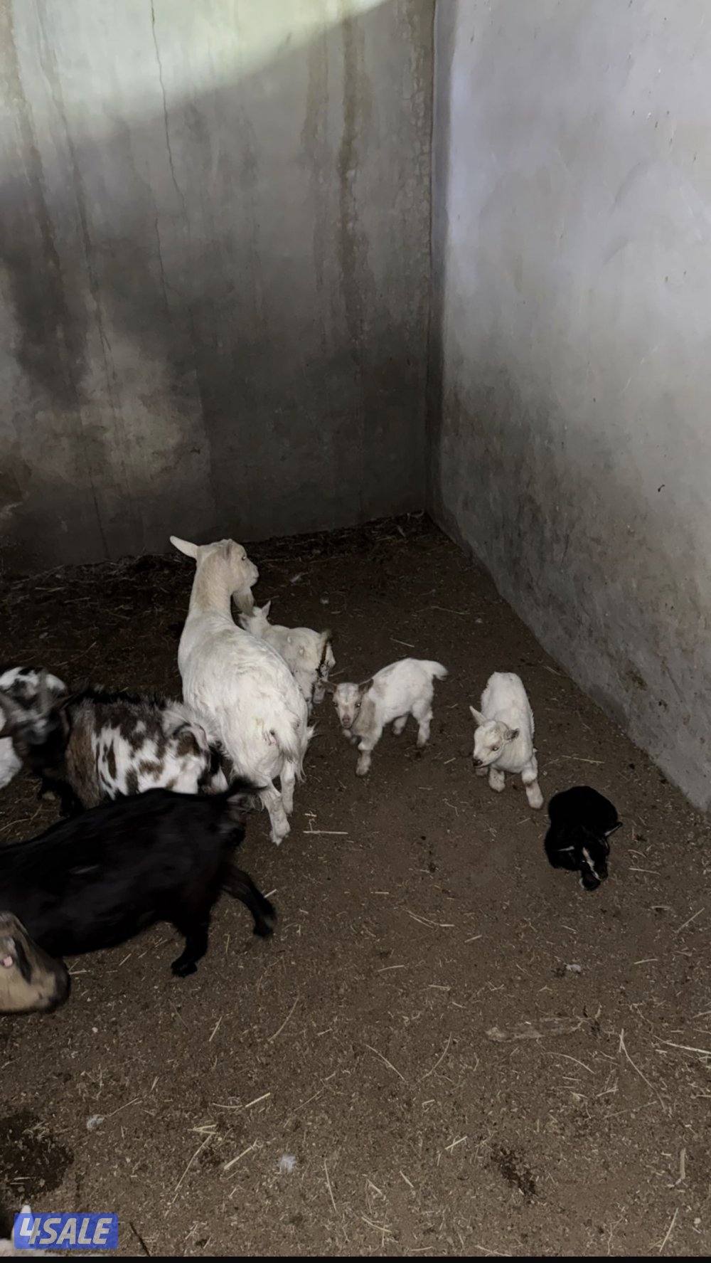 الماعز القزم اسعار تنافسيه🔥🔥🔥🔥0