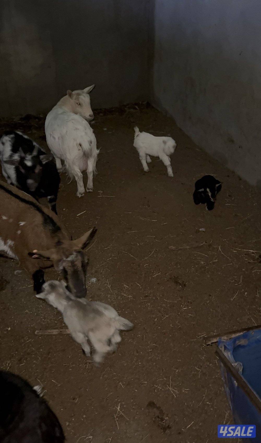 الماعز القزم اسعار تنافسيه🔥🔥🔥🔥7