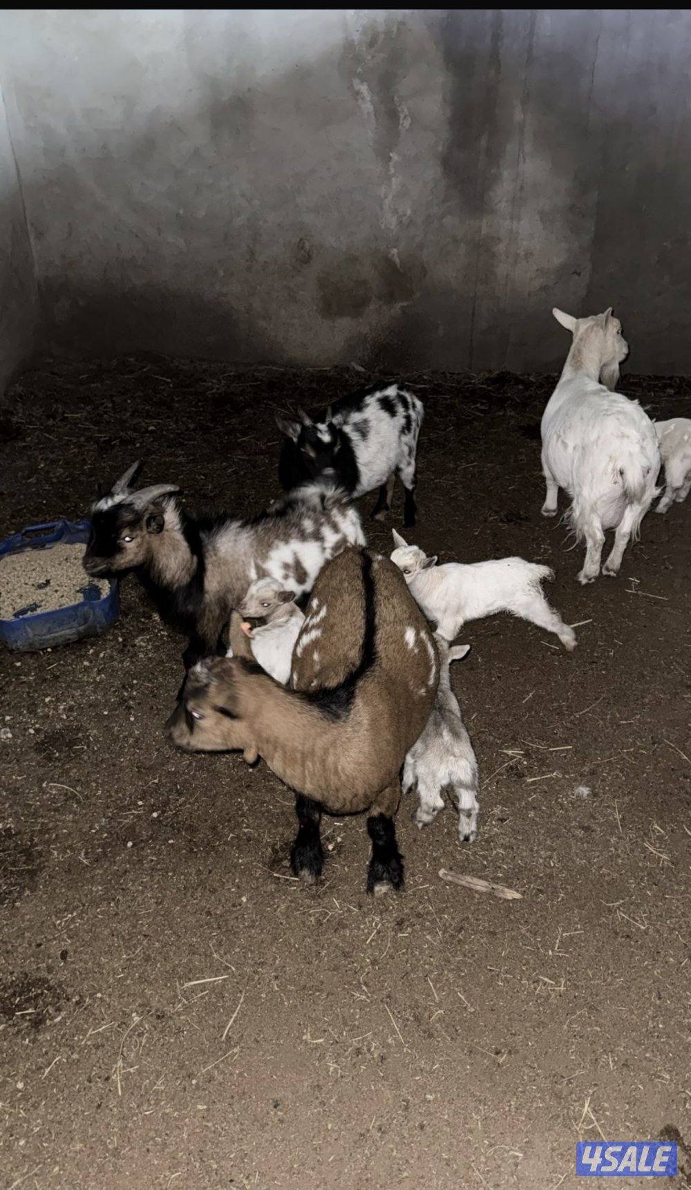 الماعز القزم اسعار تنافسيه🔥🔥🔥🔥8