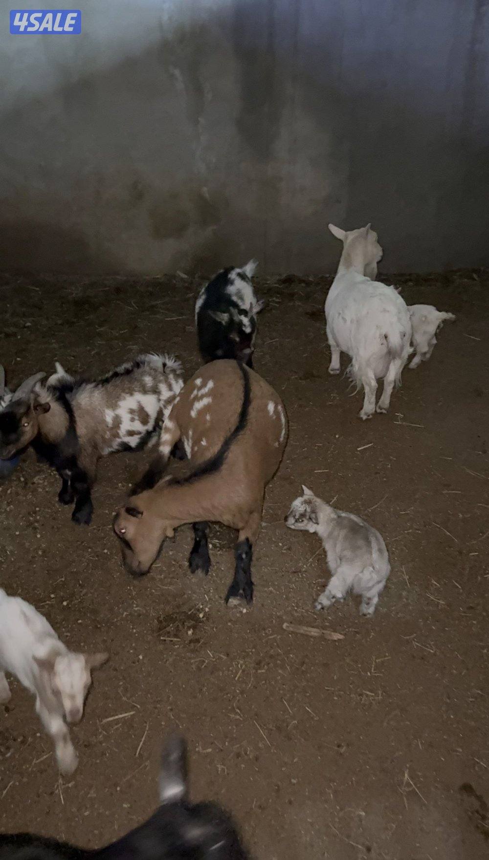 الماعز القزم اسعار تنافسيه🔥🔥🔥🔥9