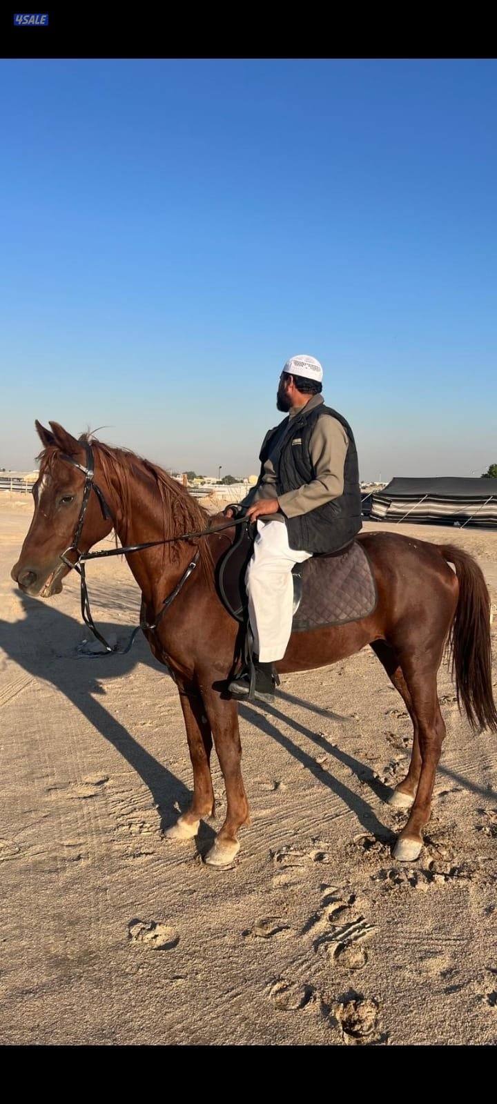 حصان مصري من قيراوراق العمر من ٧ الى٨ شرط السلم يركبه الصقير والكبير0
