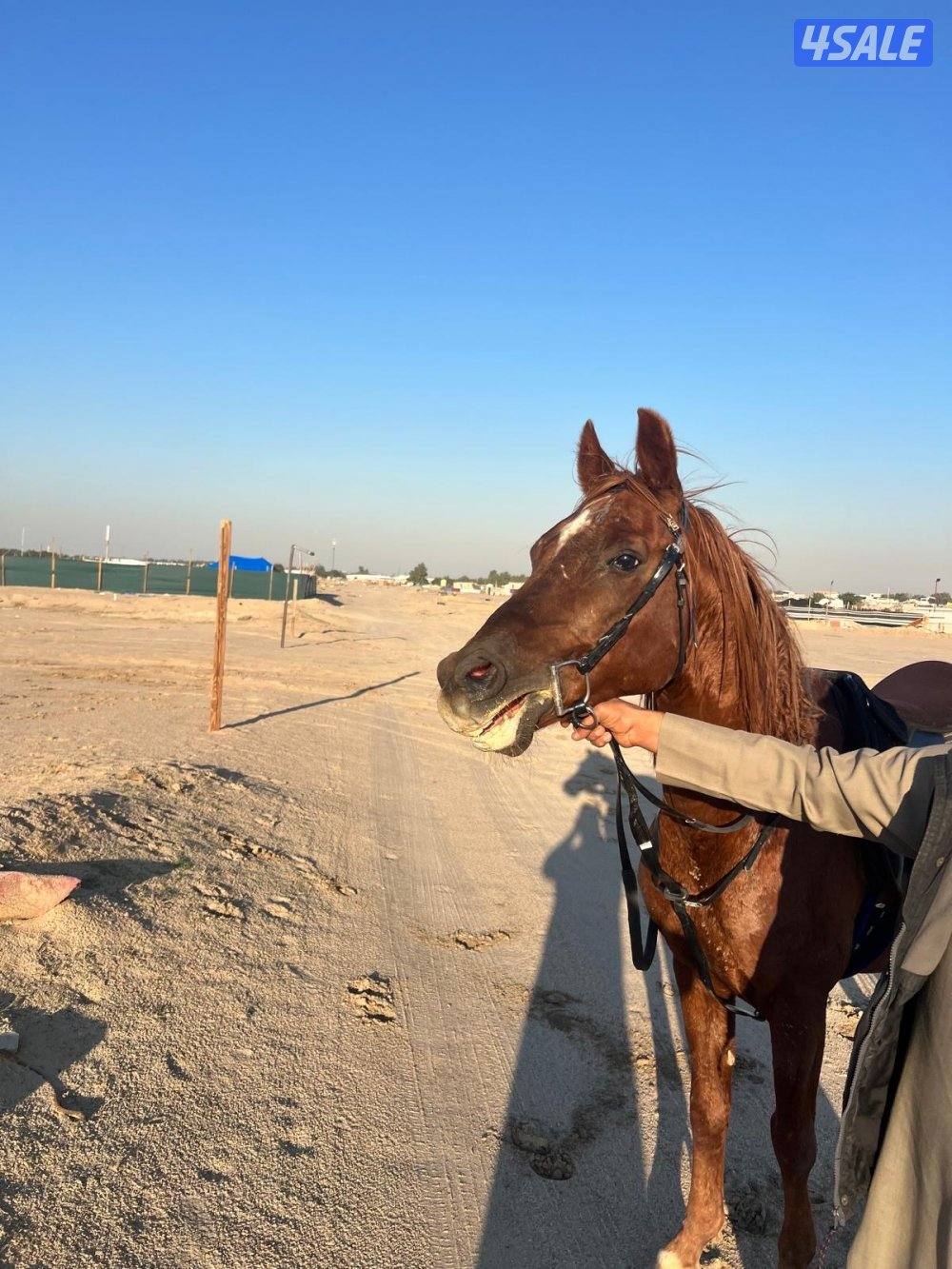 حصان مصري من قيراوراق العمر من ٧ الى٨ شرط السلم يركبه الصقير والكبير1