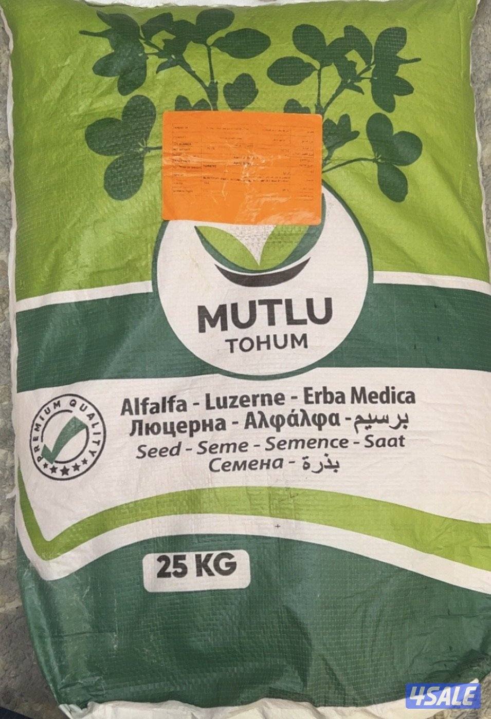 بذور برسيم تركي1