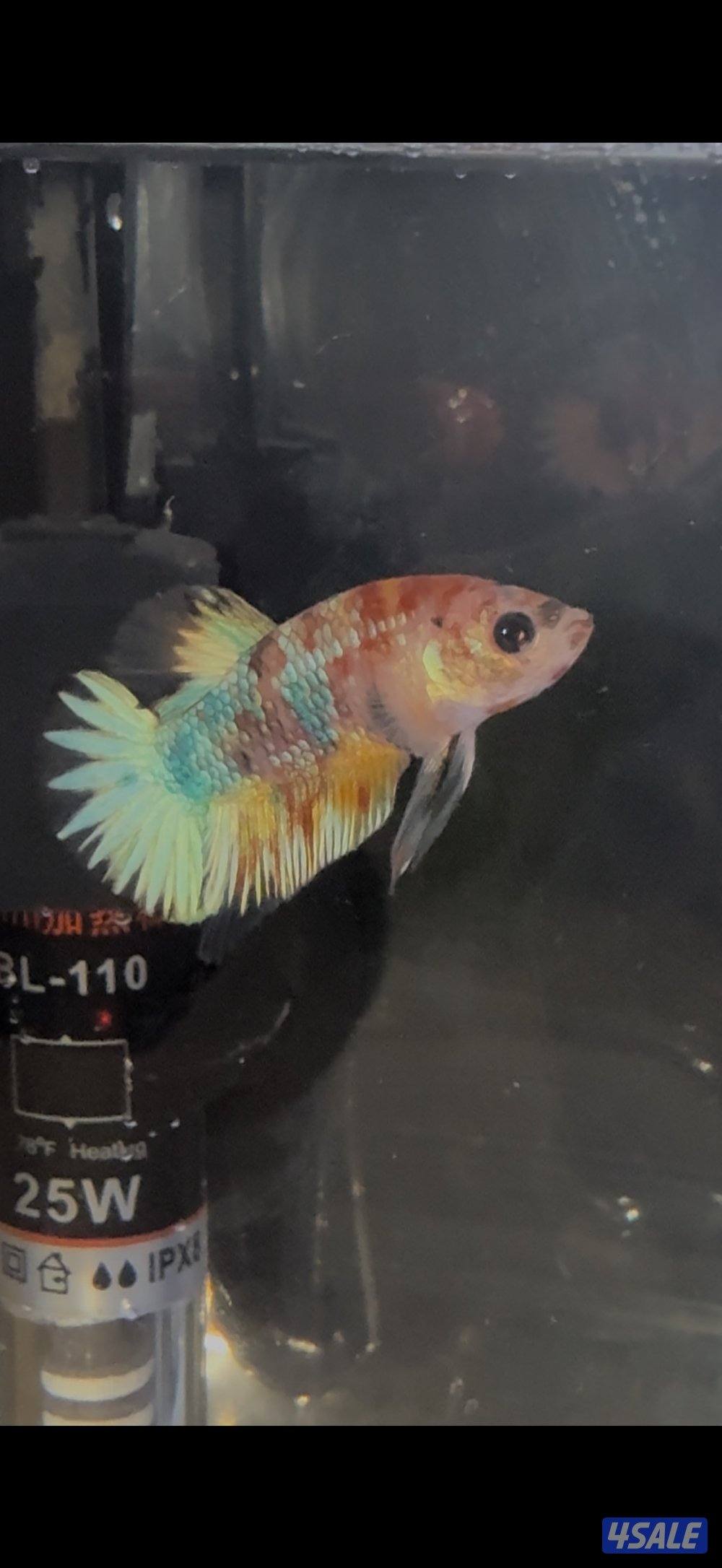 البيع مجموعه اسماك فايتر0