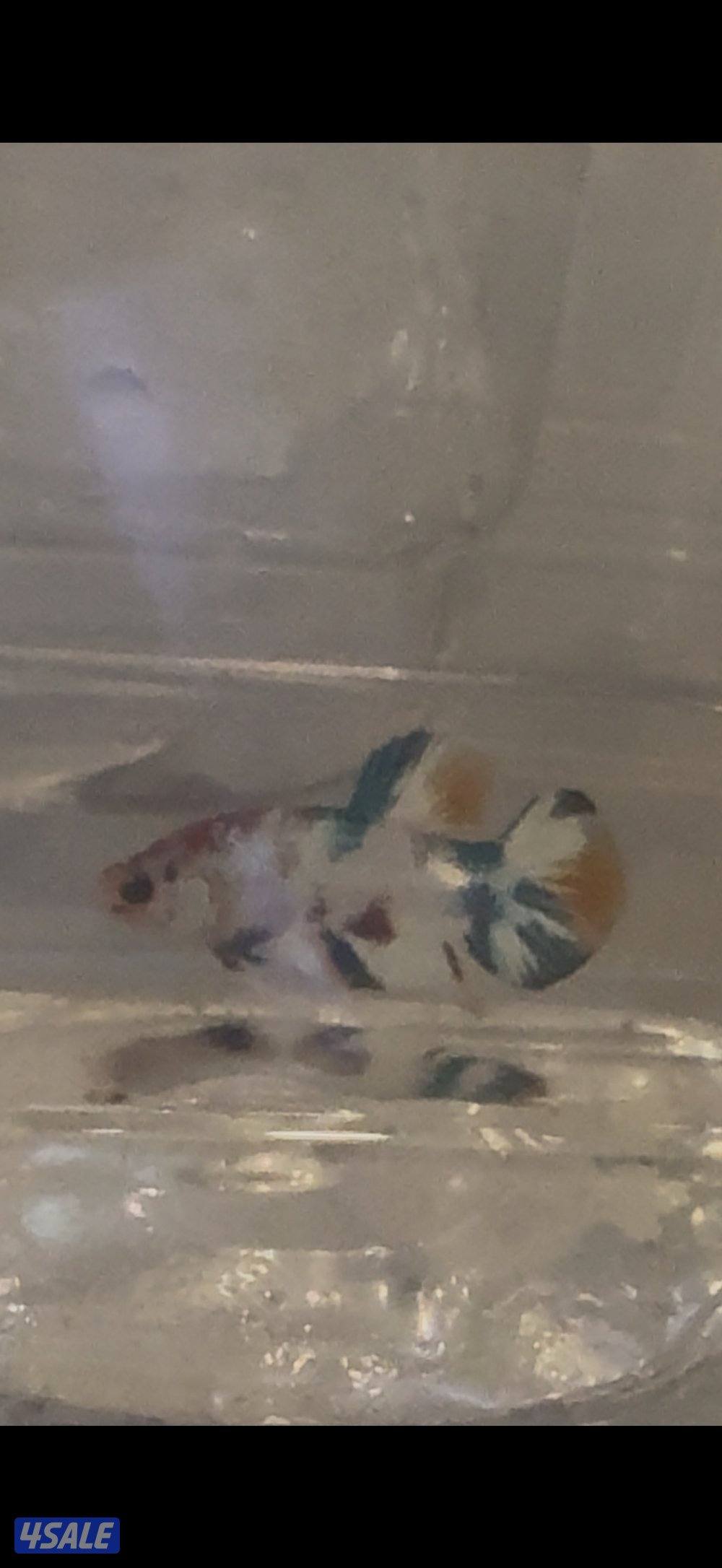 البيع مجموعه اسماك فايتر1