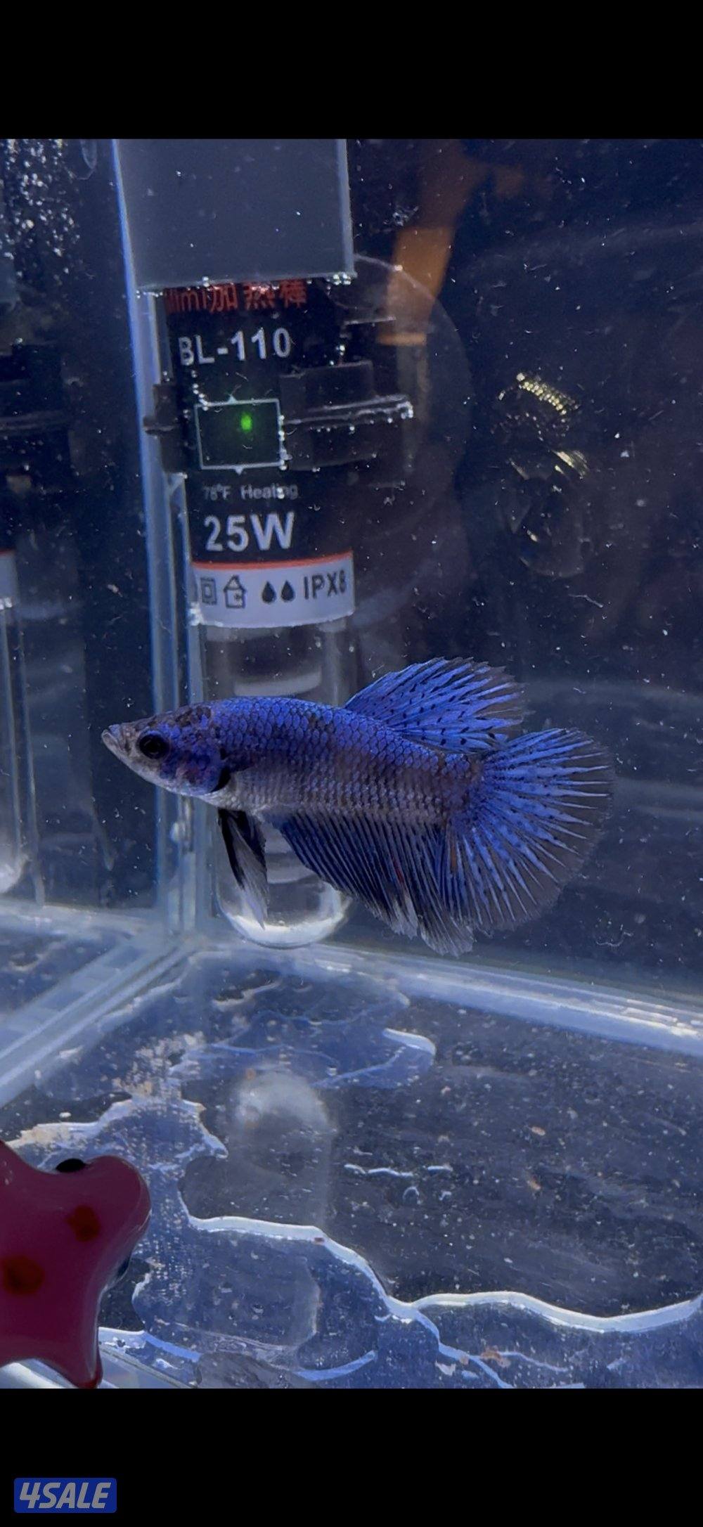 البيع مجموعه اسماك فايتر4