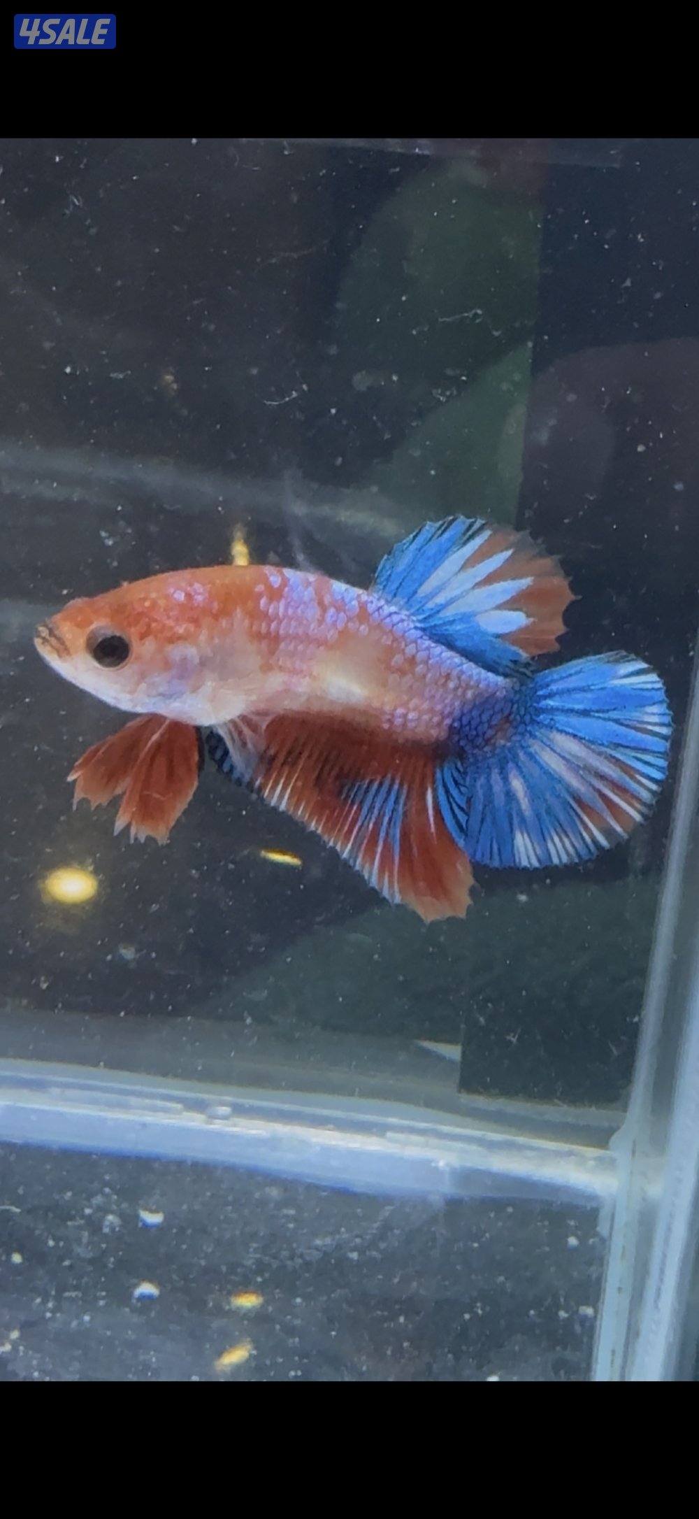 البيع مجموعه اسماك فايتر5