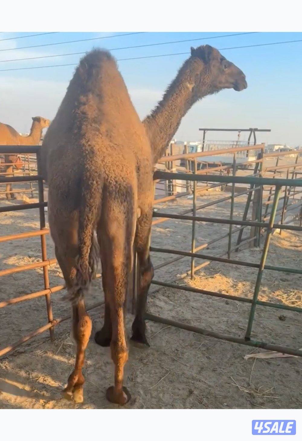 حاشي محلي طيب يوجد توصيل0