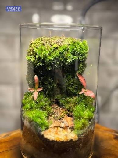 نسويلك ترايريوم على حسب طلبك وبسعار ماراح تحصل نفسها2