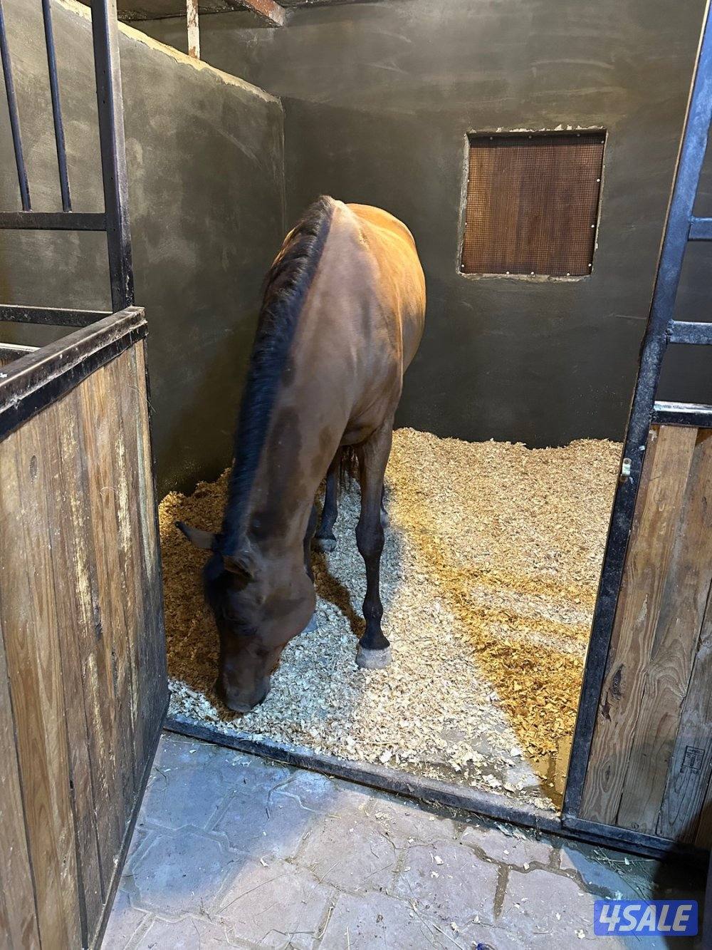 لأن الخيل تستاهل الأفضل2