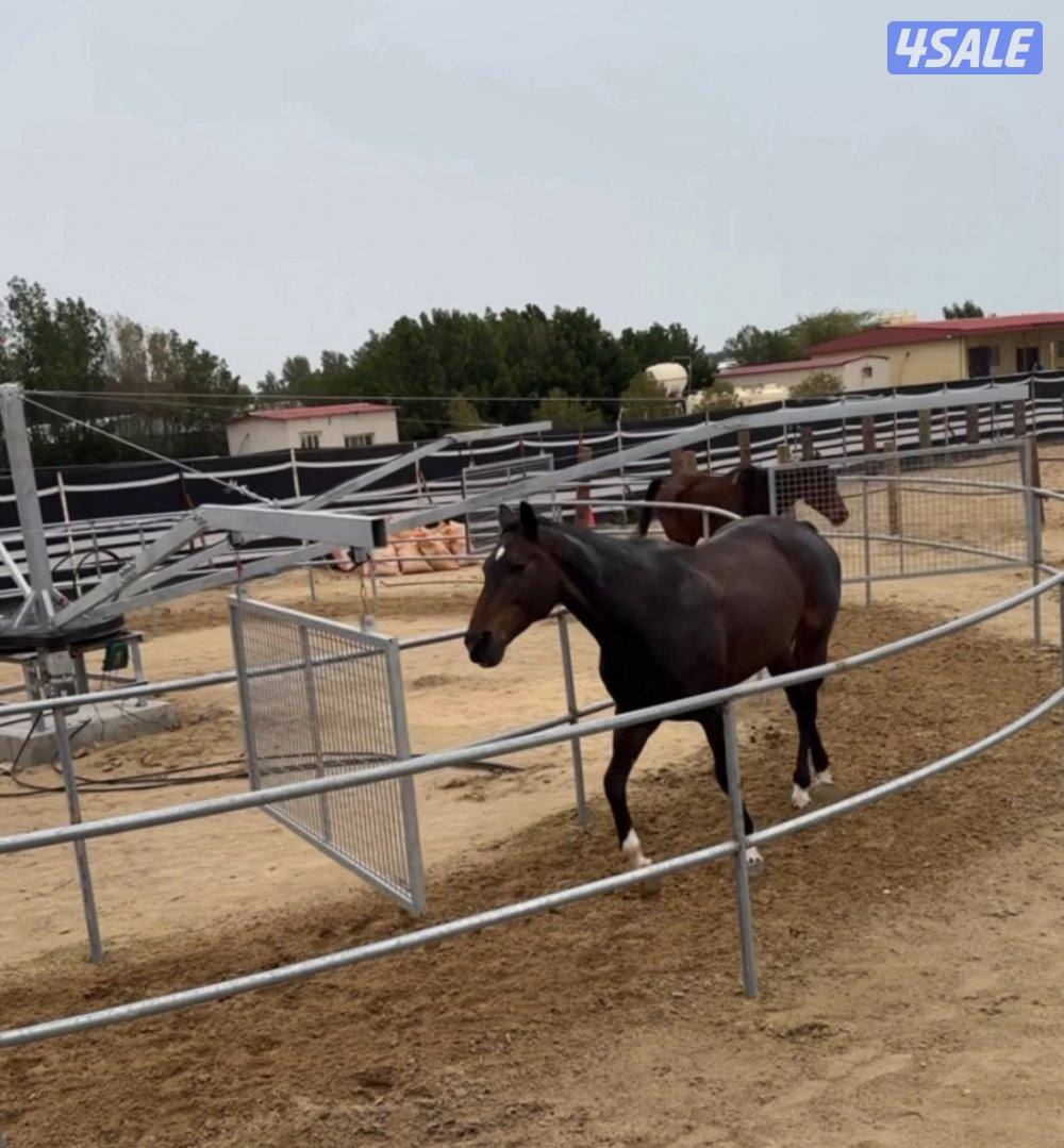 لأن الخيل تستاهل الأفضل4