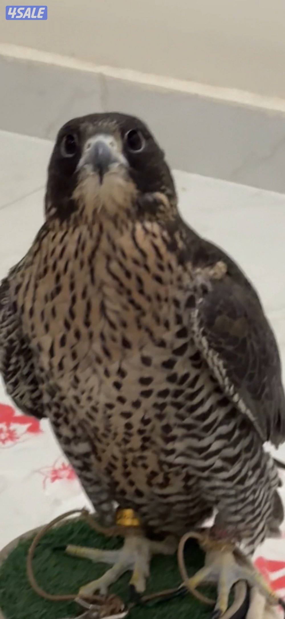 للبيع جير تبع بكر ما شاف إلا طياره و دعو بيعه سريعه السعر ٢٥٠ نهايه0