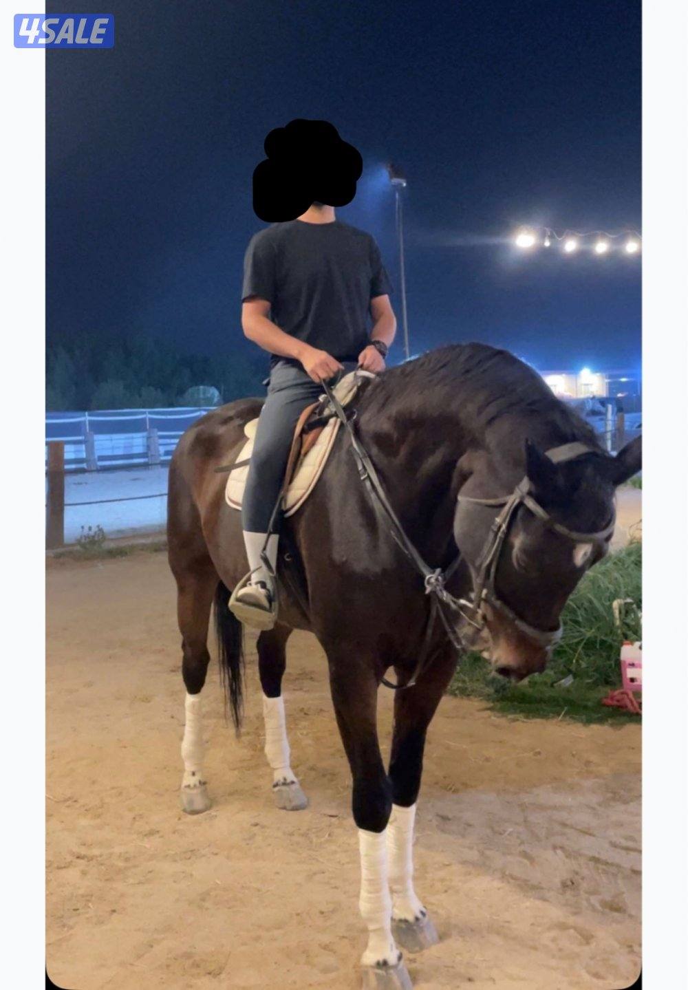 لأن الخيل تستاهل الأفضل7