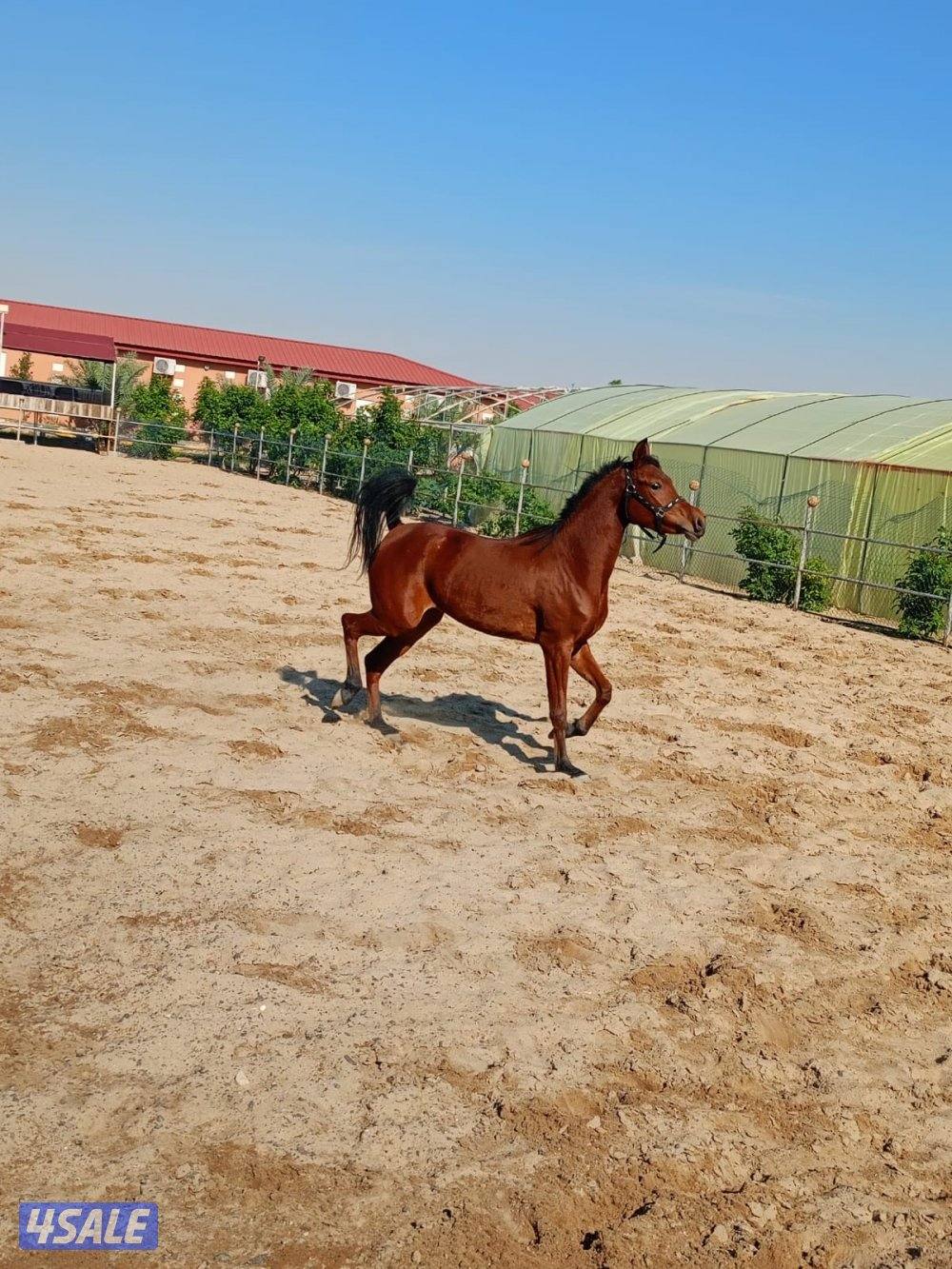 للبيع فرس واهو بدون أوراق0