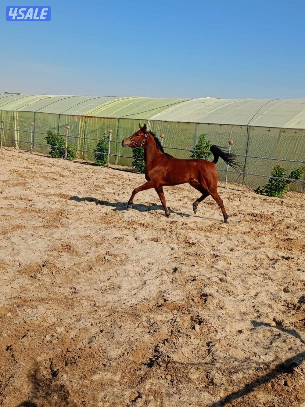 للبيع فرس واهو بدون أوراق1