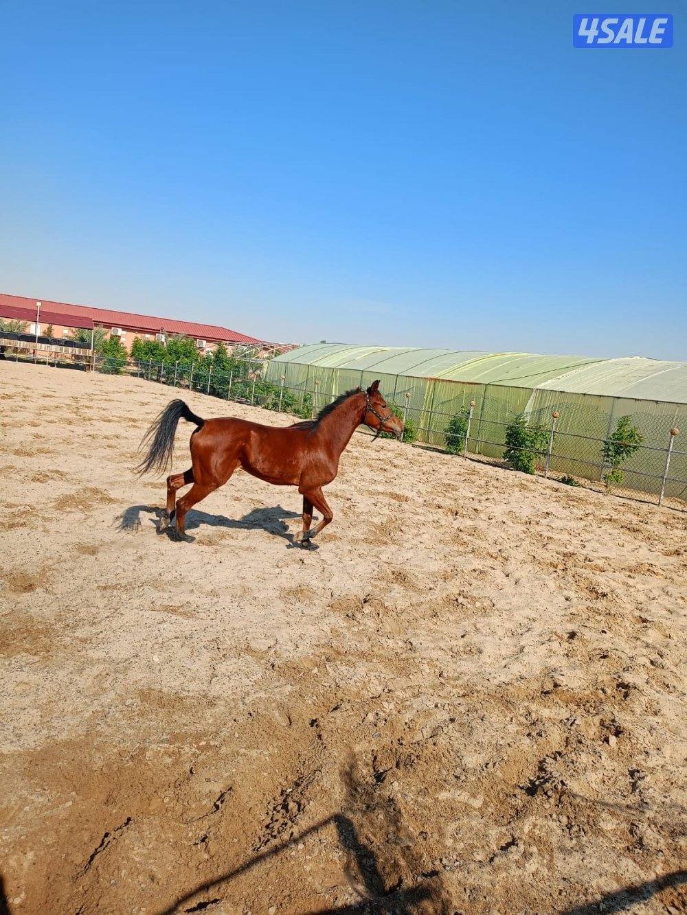 للبيع فرس واهو بدون أوراق2