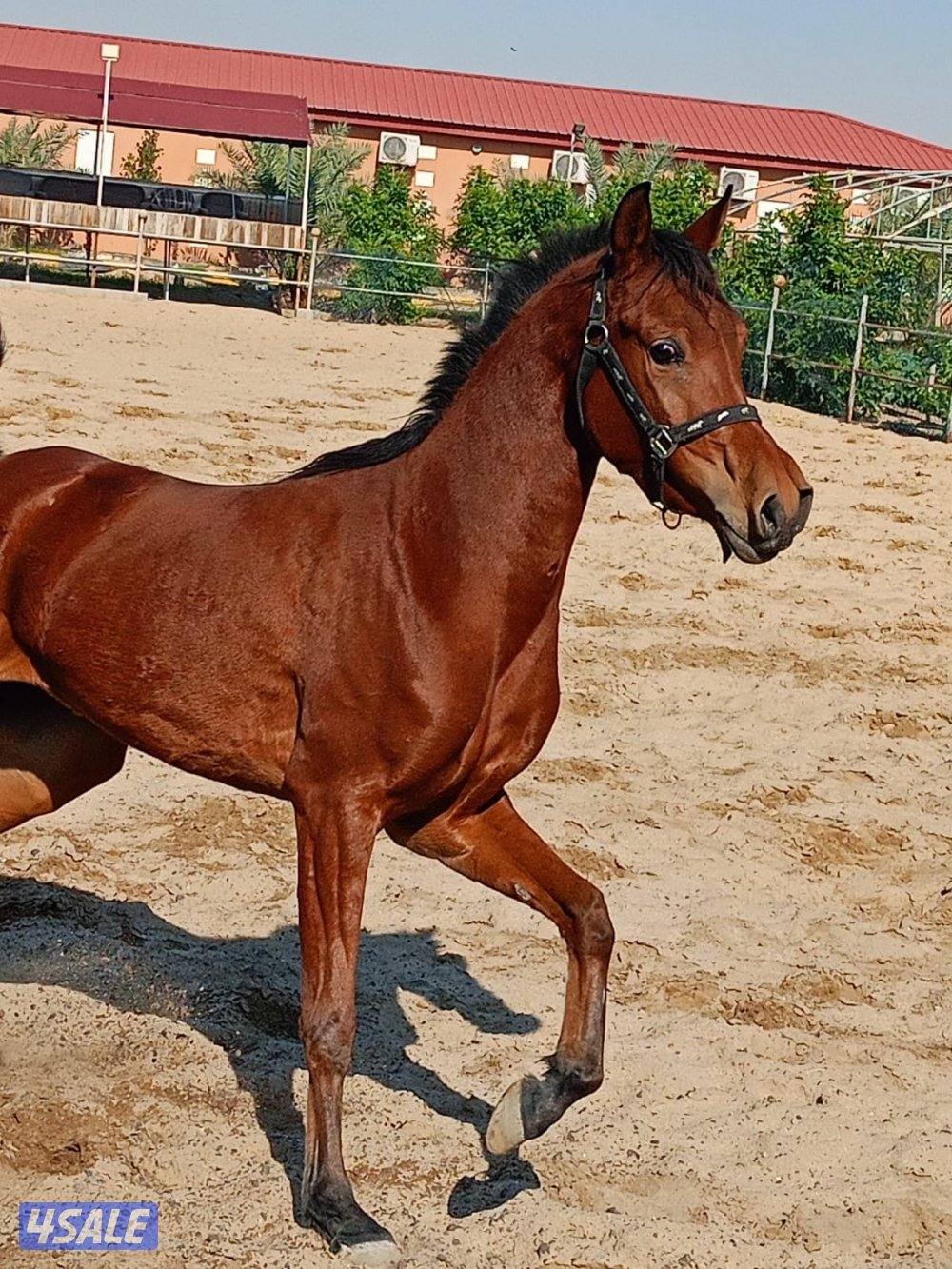 للبيع فرس واهو بدون أوراق3