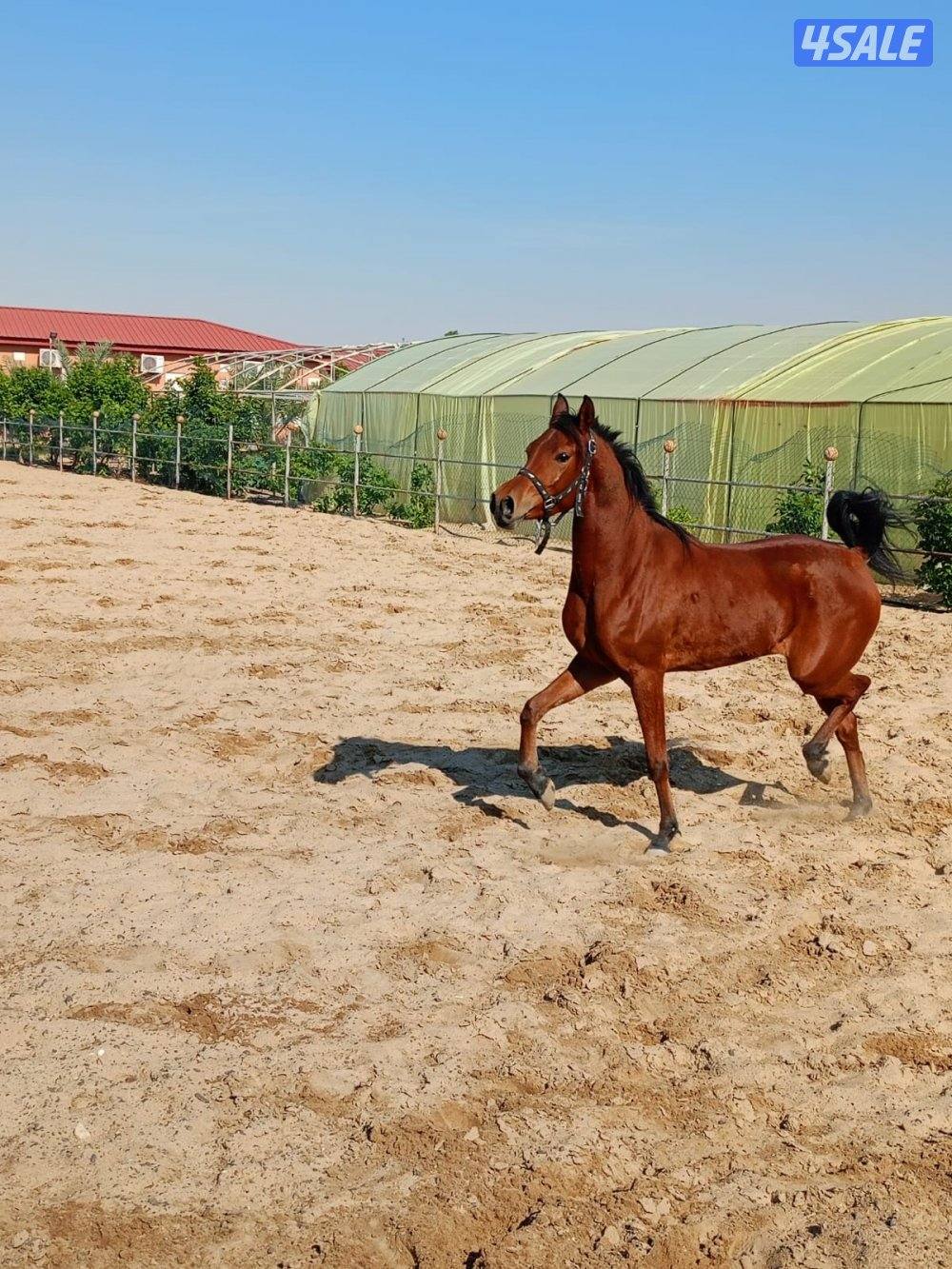 للبيع فرس واهو بدون أوراق4