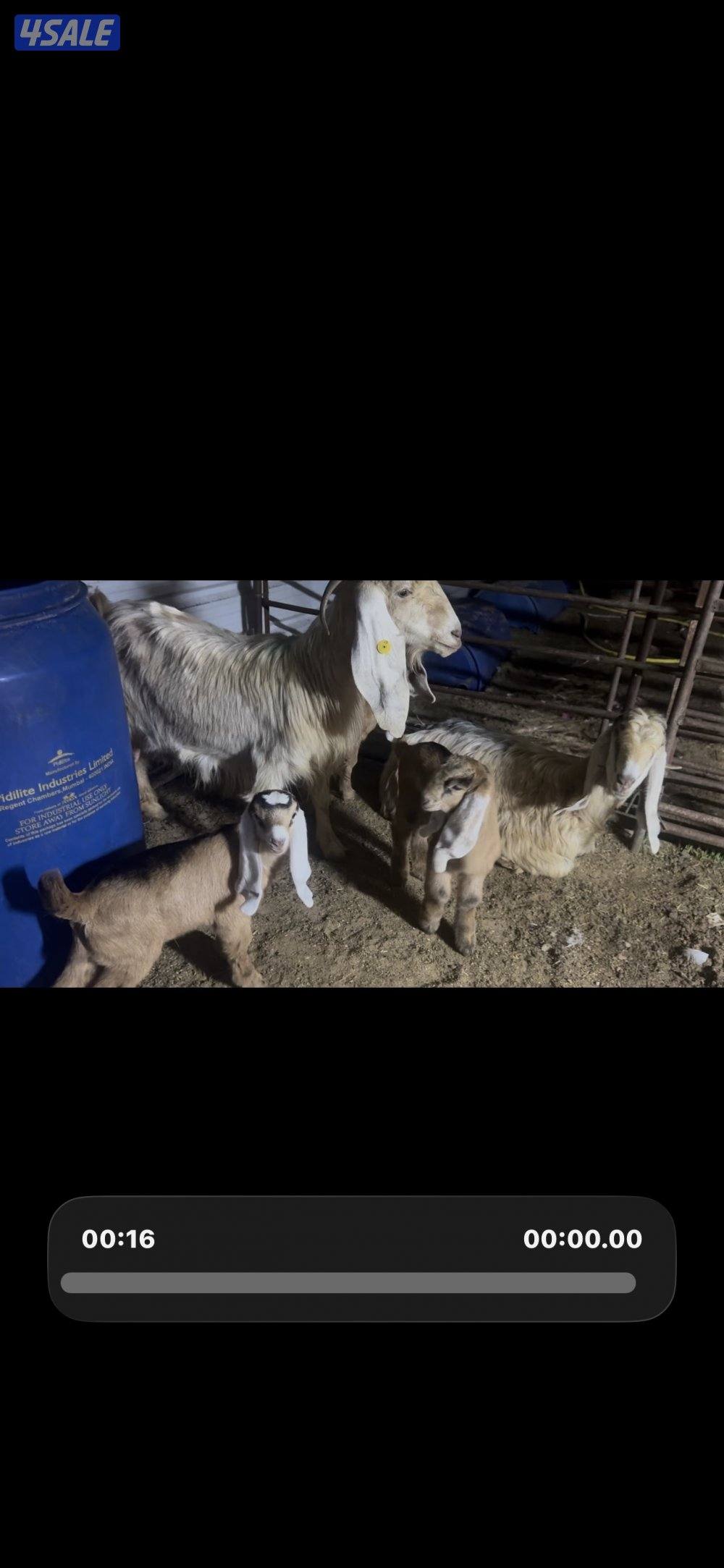 مطافيل عوارض  كريميات العداد 7 وحده ما تحتها شي  سونار توم وفيهم ثنتين1