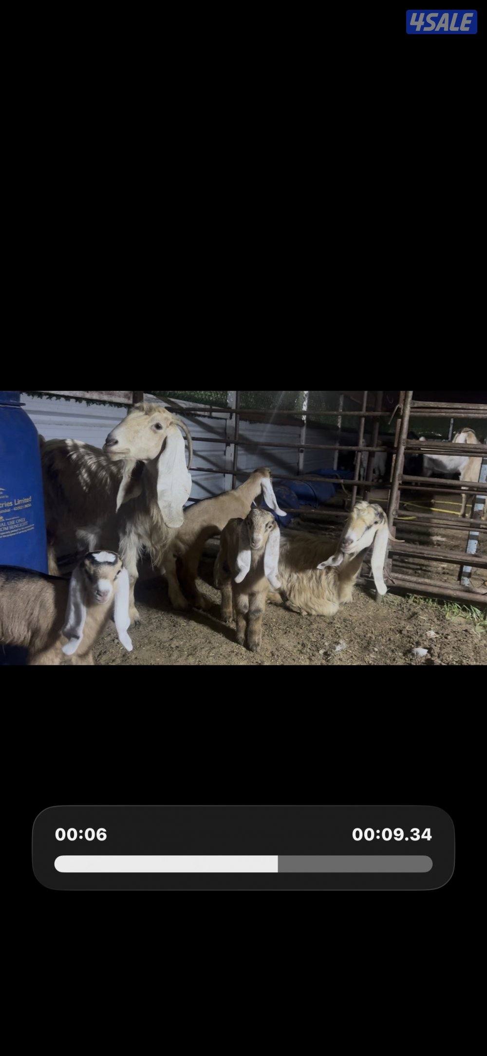 مطافيل عوارض  كريميات العداد 7 وحده ما تحتها شي  سونار توم وفيهم ثنتين2