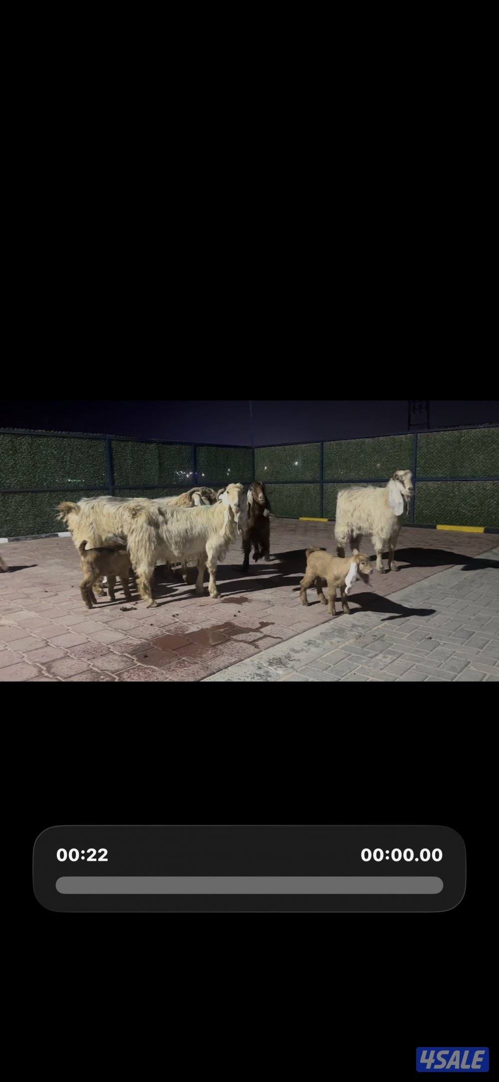 مطافيل عوارض  كريميات العداد 7 وحده ما تحتها شي  سونار توم وفيهم ثنتين3