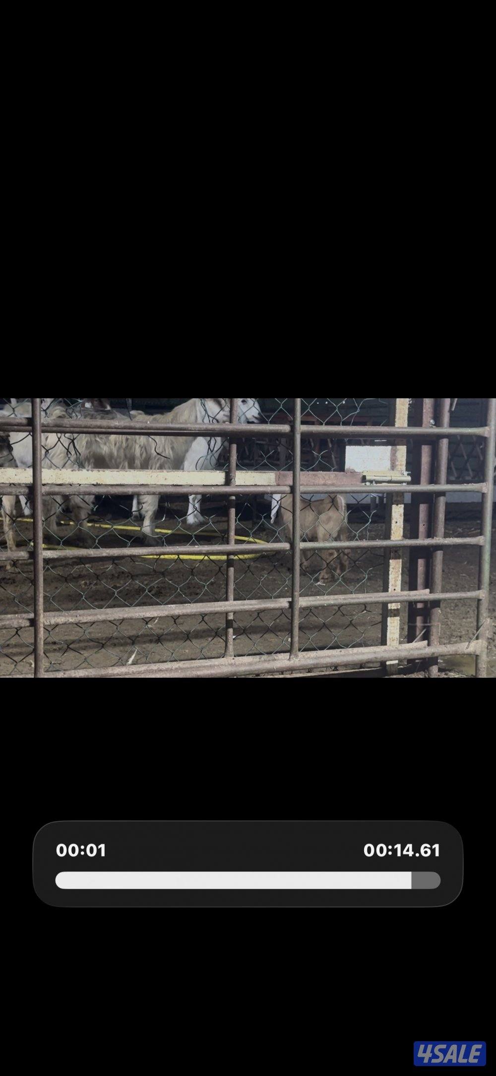 مطافيل عوارض  كريميات العداد 7 وحده ما تحتها شي  سونار توم وفيهم ثنتين4