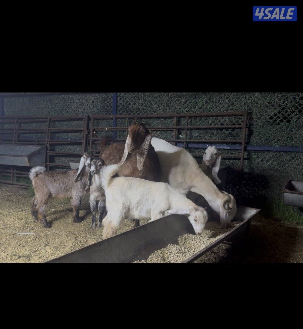 مطافيل عوارض  كريميات العداد 7 وحده ما تحتها شي  سونار توم وفيهم ثنتين5