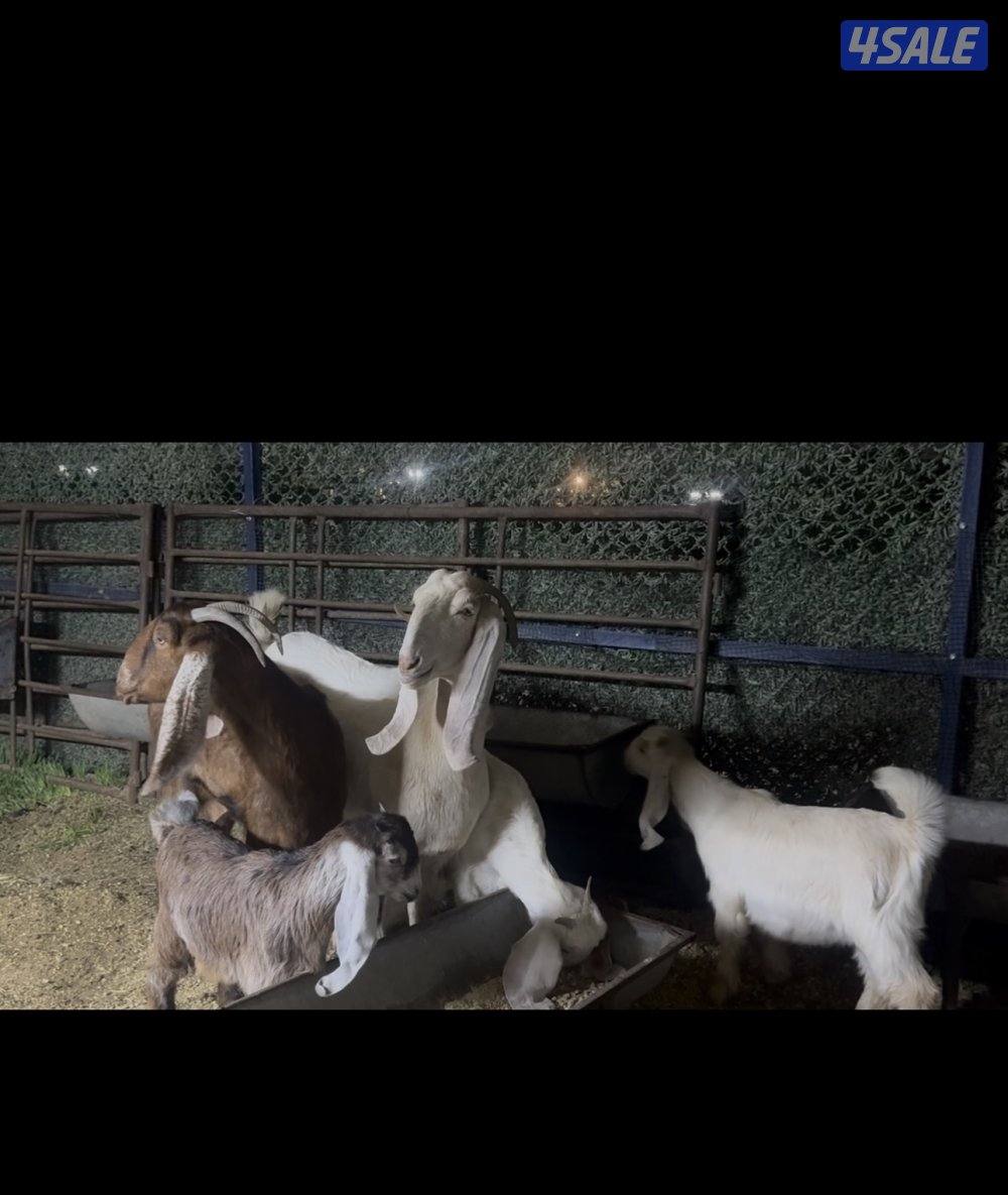 مطافيل عوارض  كريميات العداد 7 وحده ما تحتها شي  سونار توم وفيهم ثنتين6