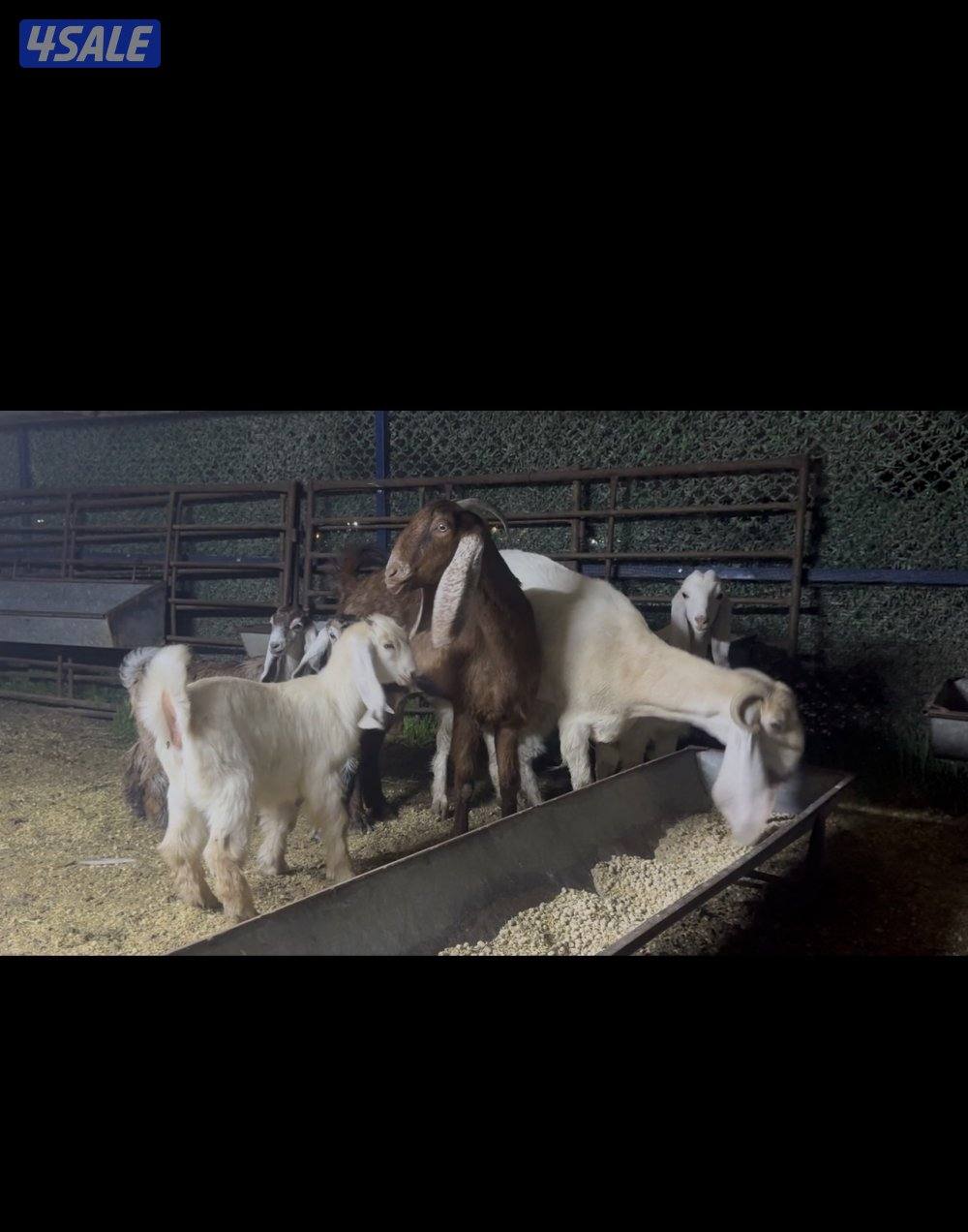 مطافيل عوارض  كريميات العداد 7 وحده ما تحتها شي  سونار توم وفيهم ثنتين7