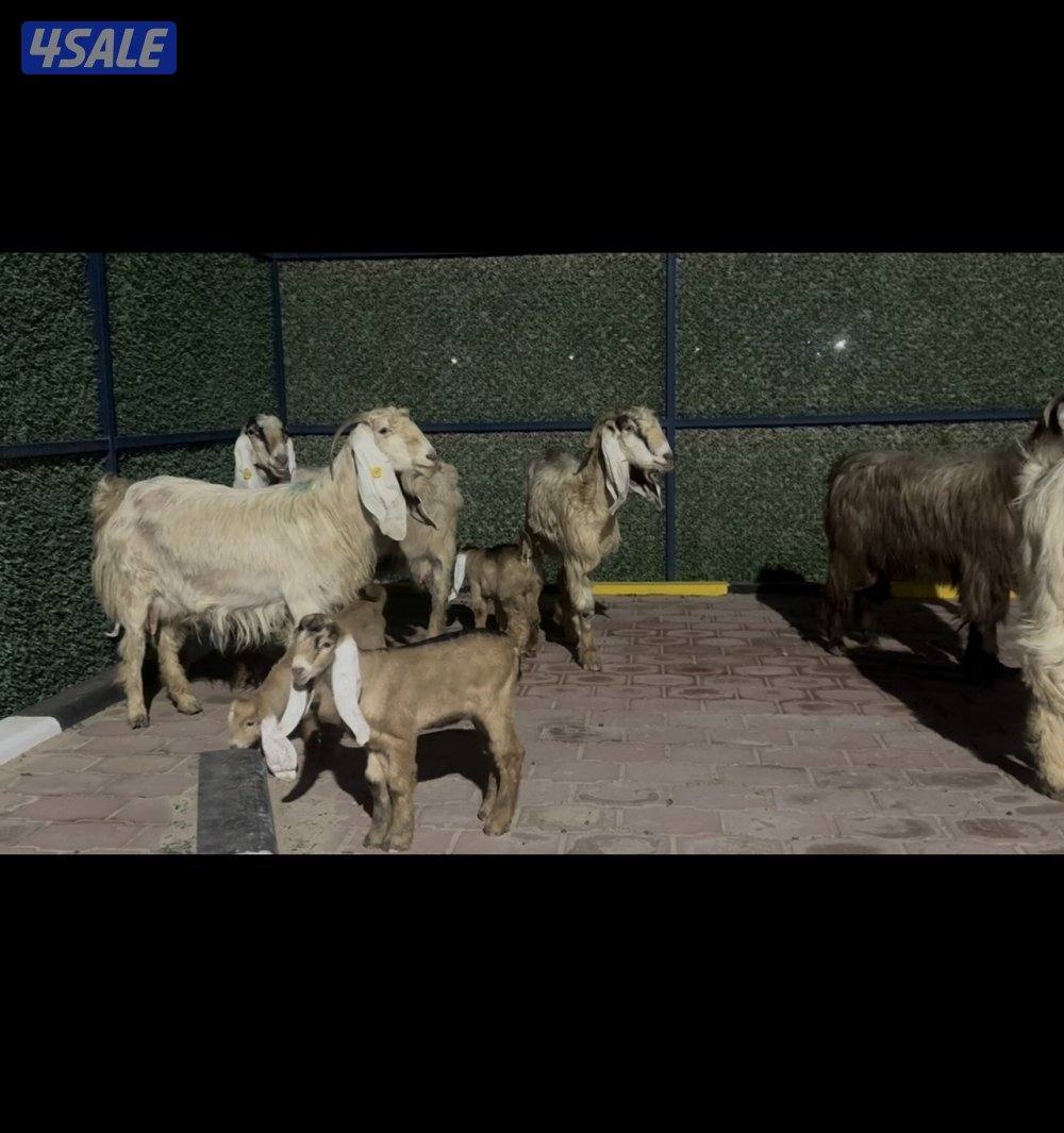 مطافيل عوارض  كريميات العداد 7 وحده ما تحتها شي  سونار توم وفيهم ثنتين8