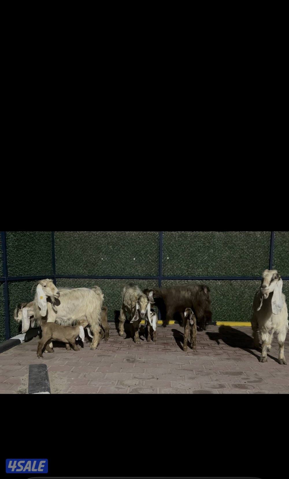 مطافيل عوارض  كريميات العداد 7 وحده ما تحتها شي  سونار توم وفيهم ثنتين10