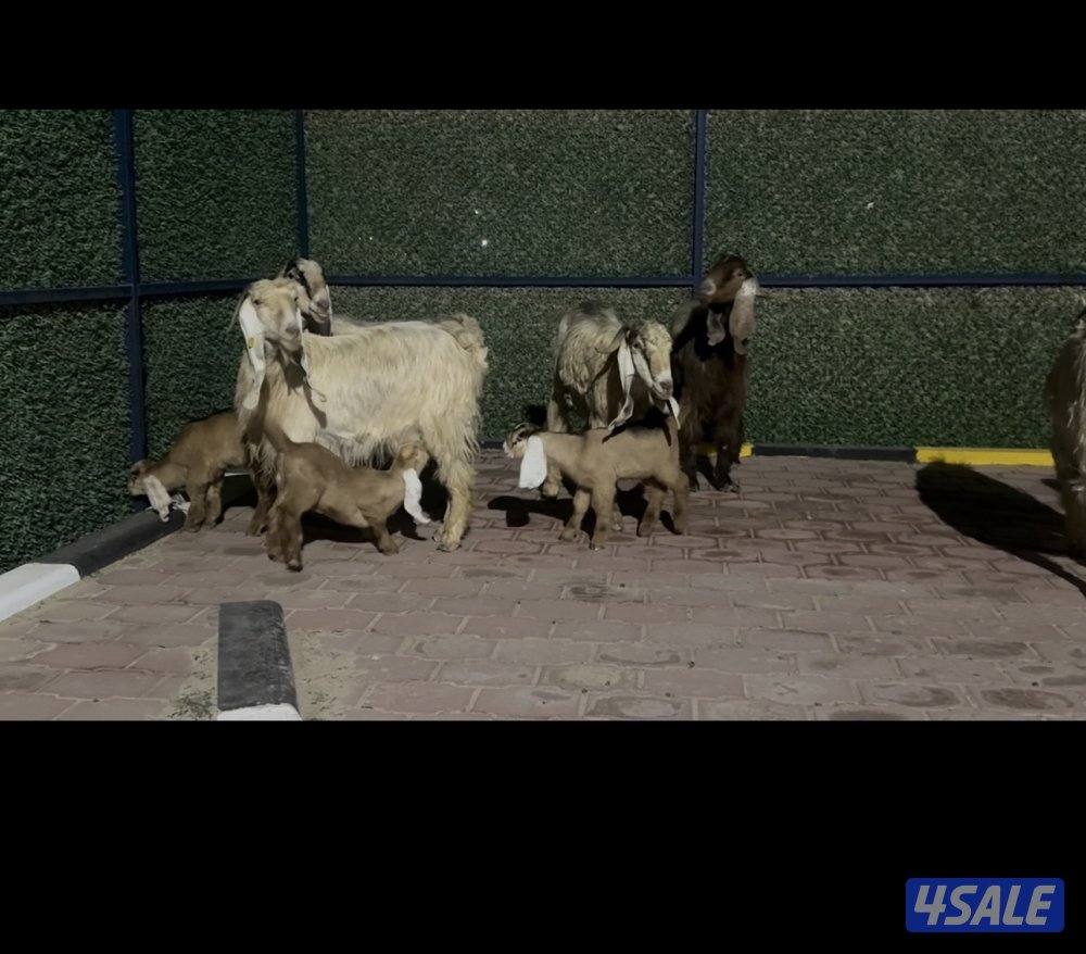 مطافيل عوارض  كريميات العداد 7 وحده ما تحتها شي  سونار توم وفيهم ثنتين9