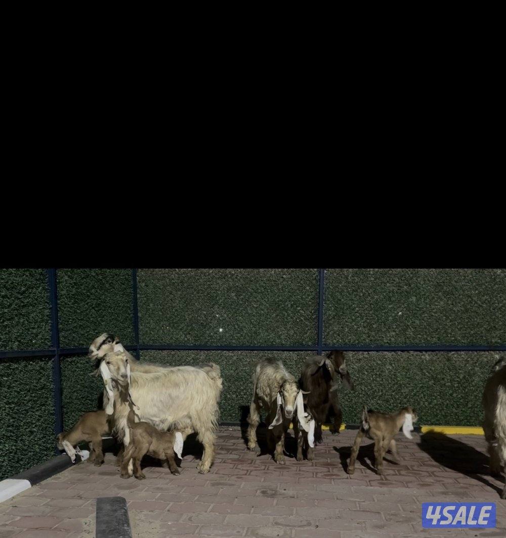 مطافيل عوارض  كريميات العداد 7 وحده ما تحتها شي  سونار توم وفيهم ثنتين11