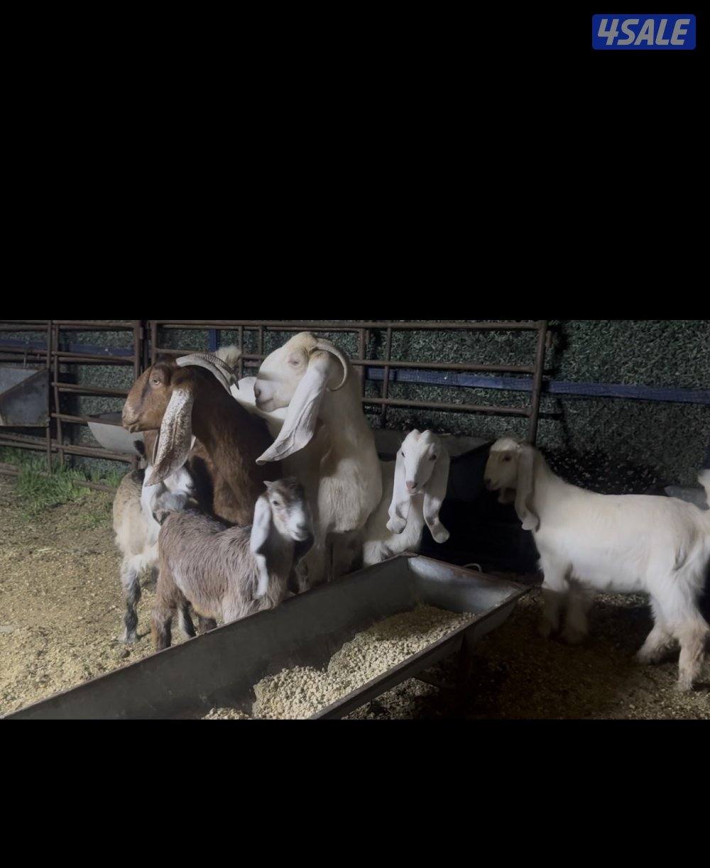 مطافيل عوارض  كريميات العداد 7 وحده ما تحتها شي  سونار توم وفيهم ثنتين12