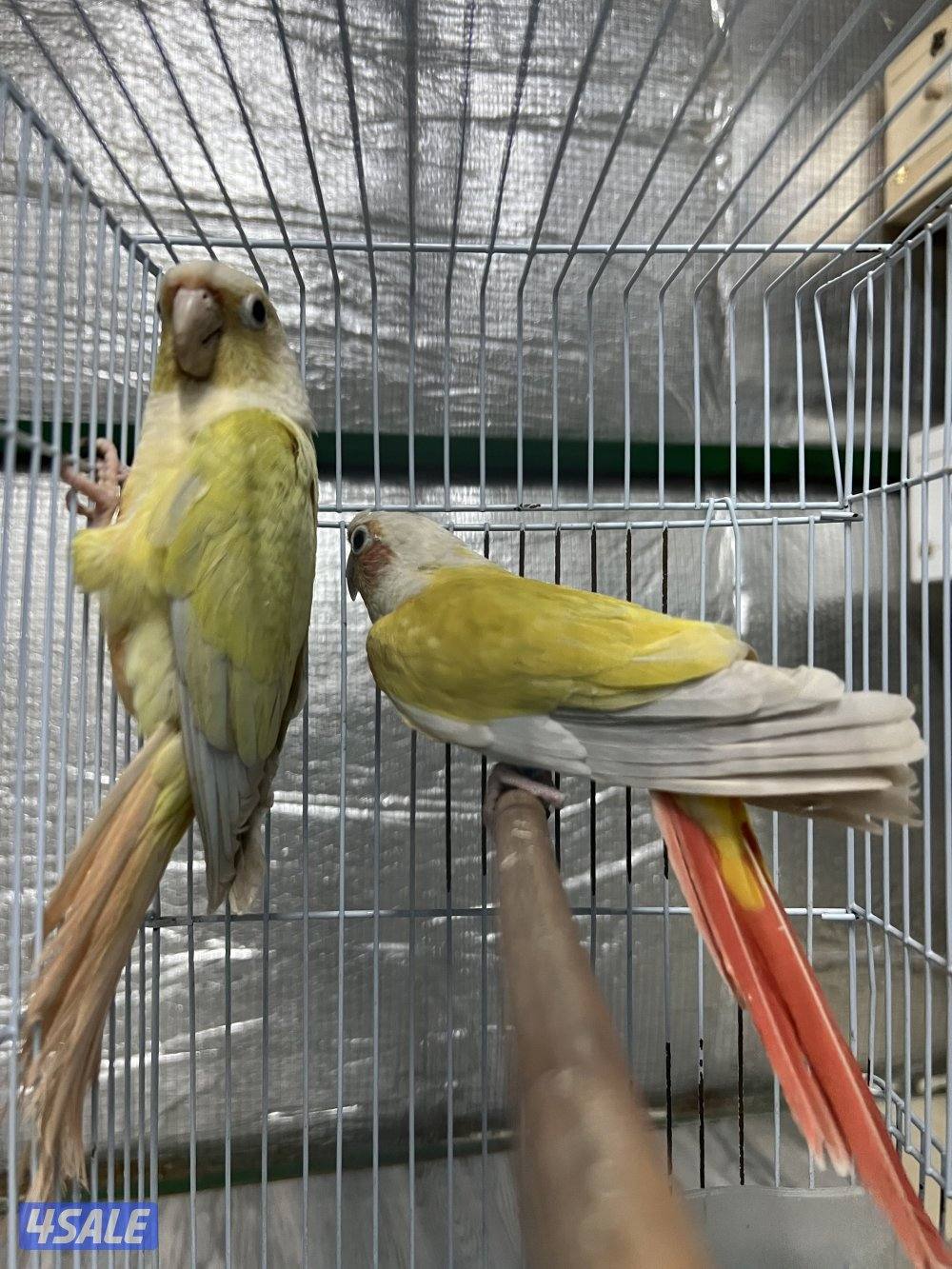 للبيع ازواج كنيور0