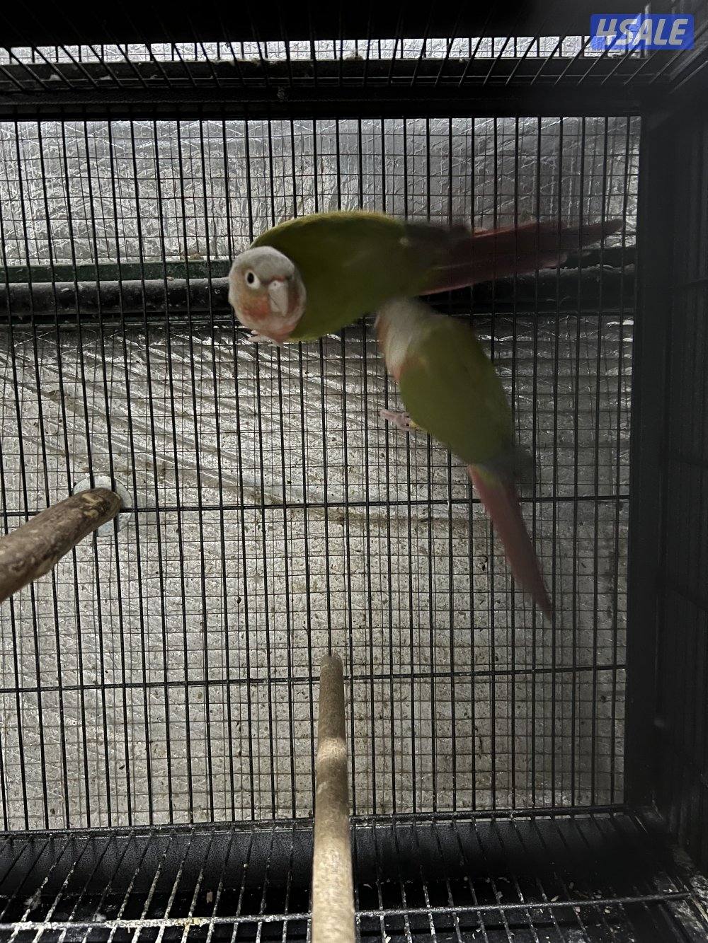 للبيع ازواج كنيور1