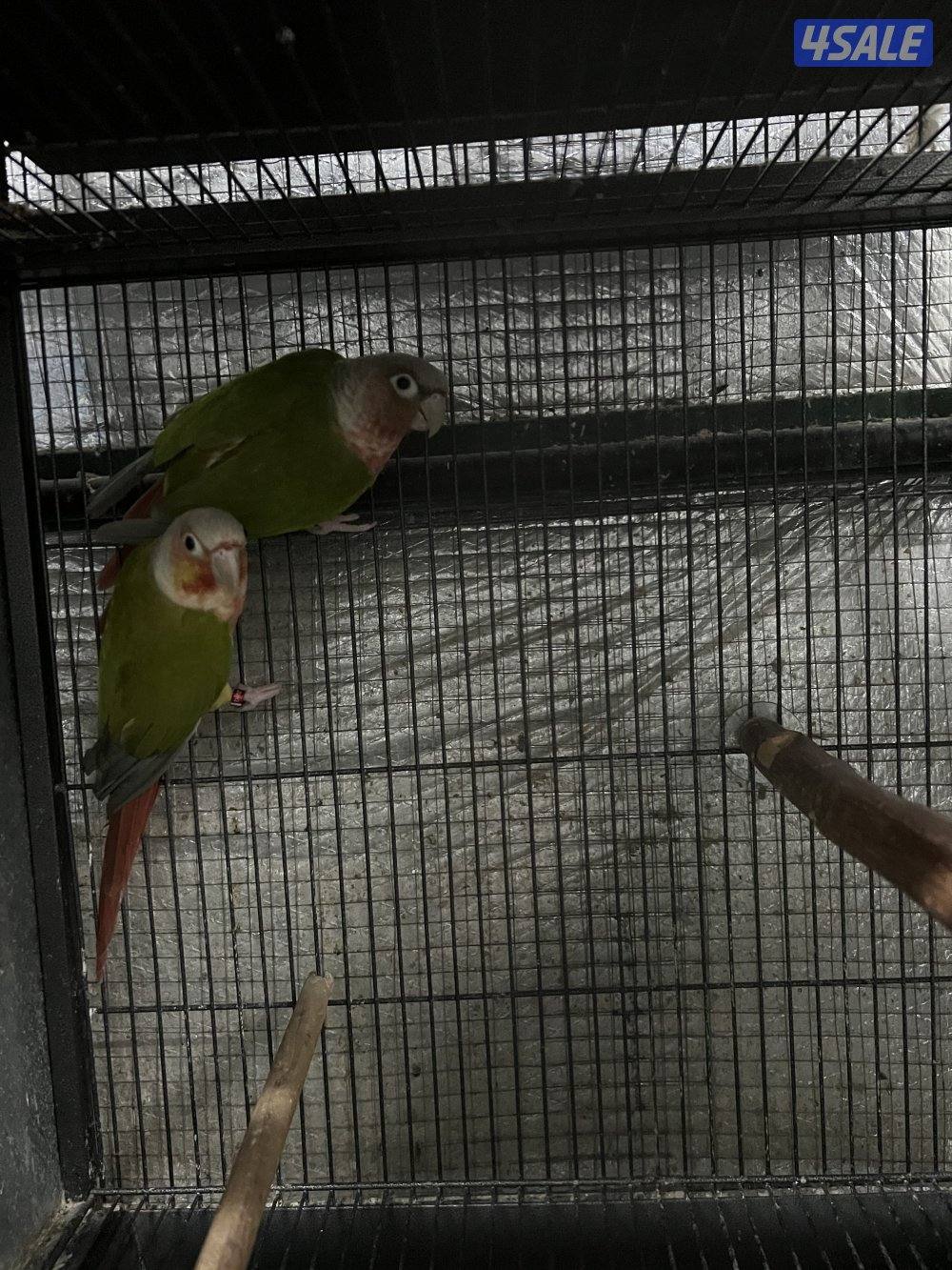 للبيع ازواج كنيور2