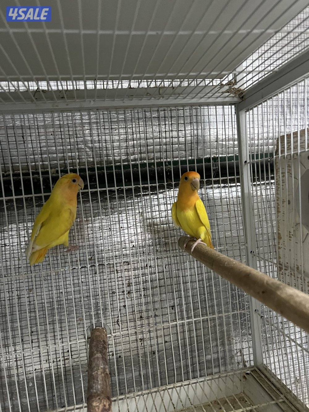 للبيع ازواج كنيور3