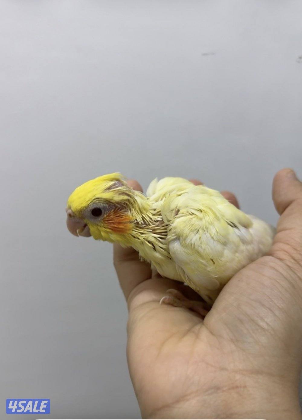 فروخ كروان نهاية عس0