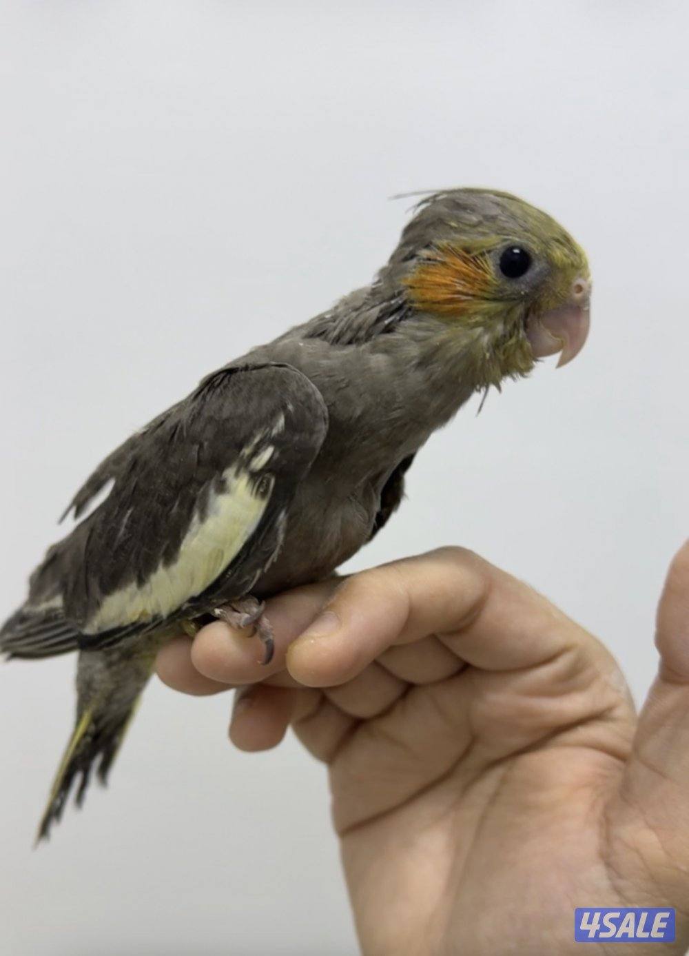 فروخ كروان نهاية عس1